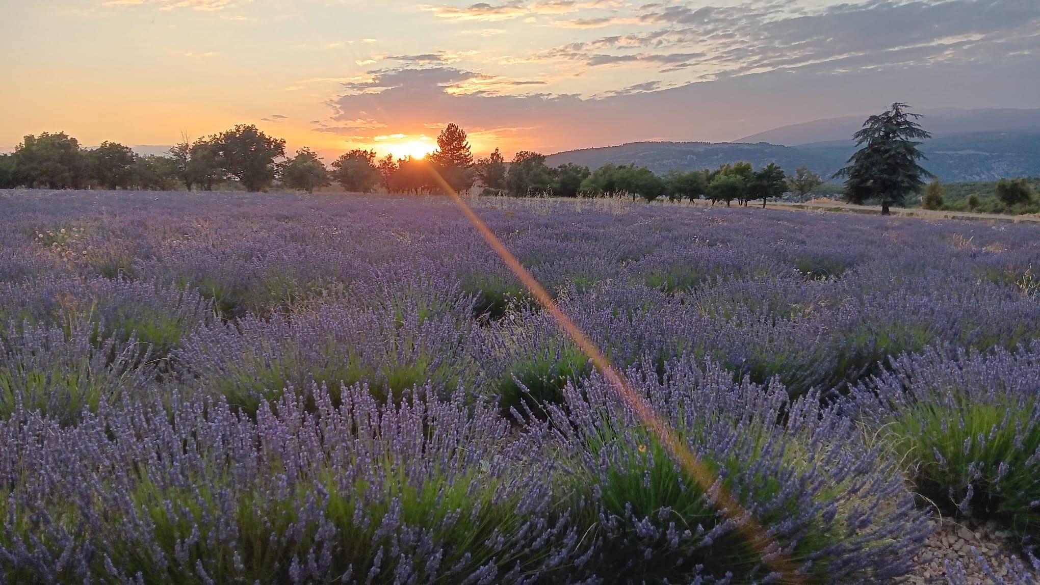Valensole lavender fields in Provence — guided lavender tour photo 7