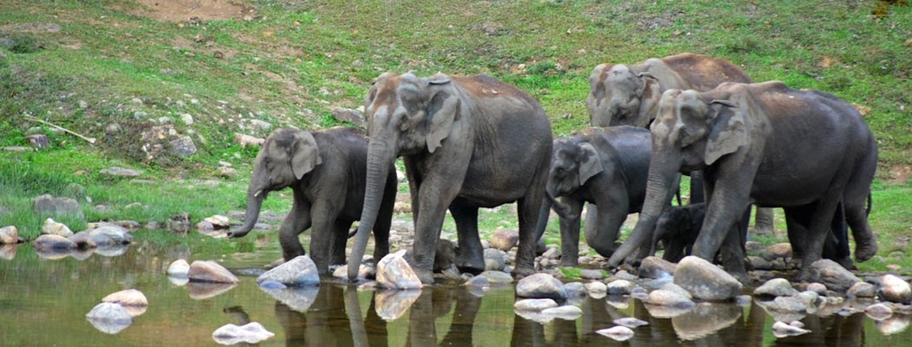Munnar Wild Elephant Jeep Safari & Waterfall Tour