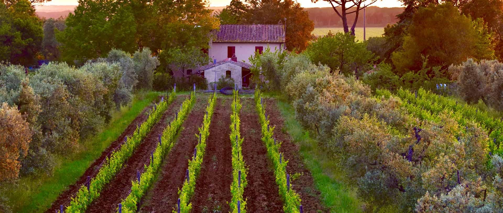 Tuscan Farmhouse Cooking & Bolgheri Wine Experience