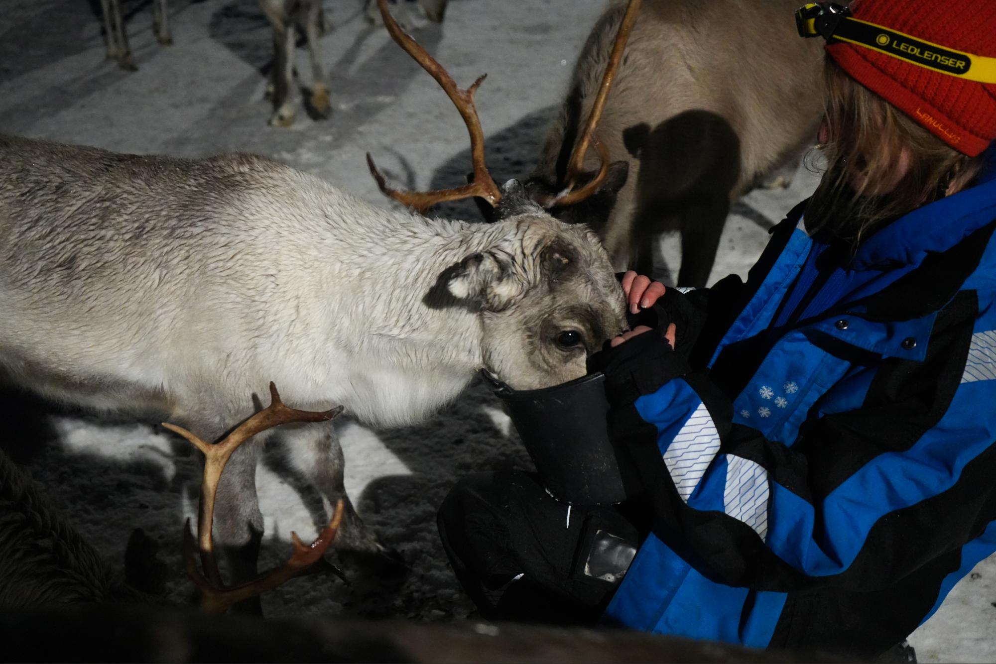 Reindeer Feeding & a Chance of Northern Light with Dinner