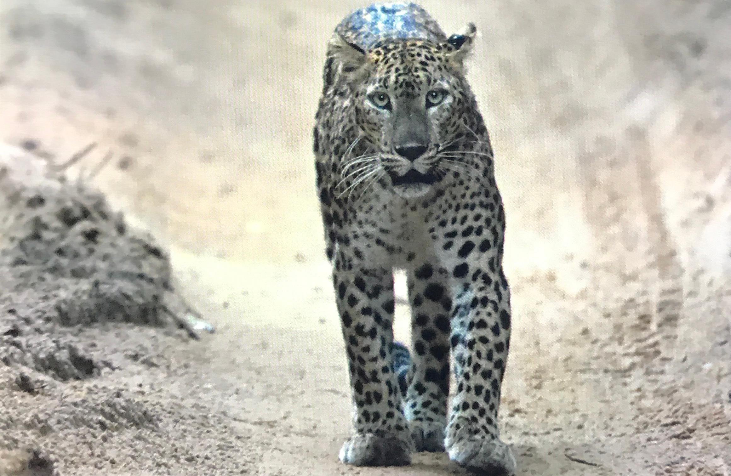Private Wilpattu National Park Safari