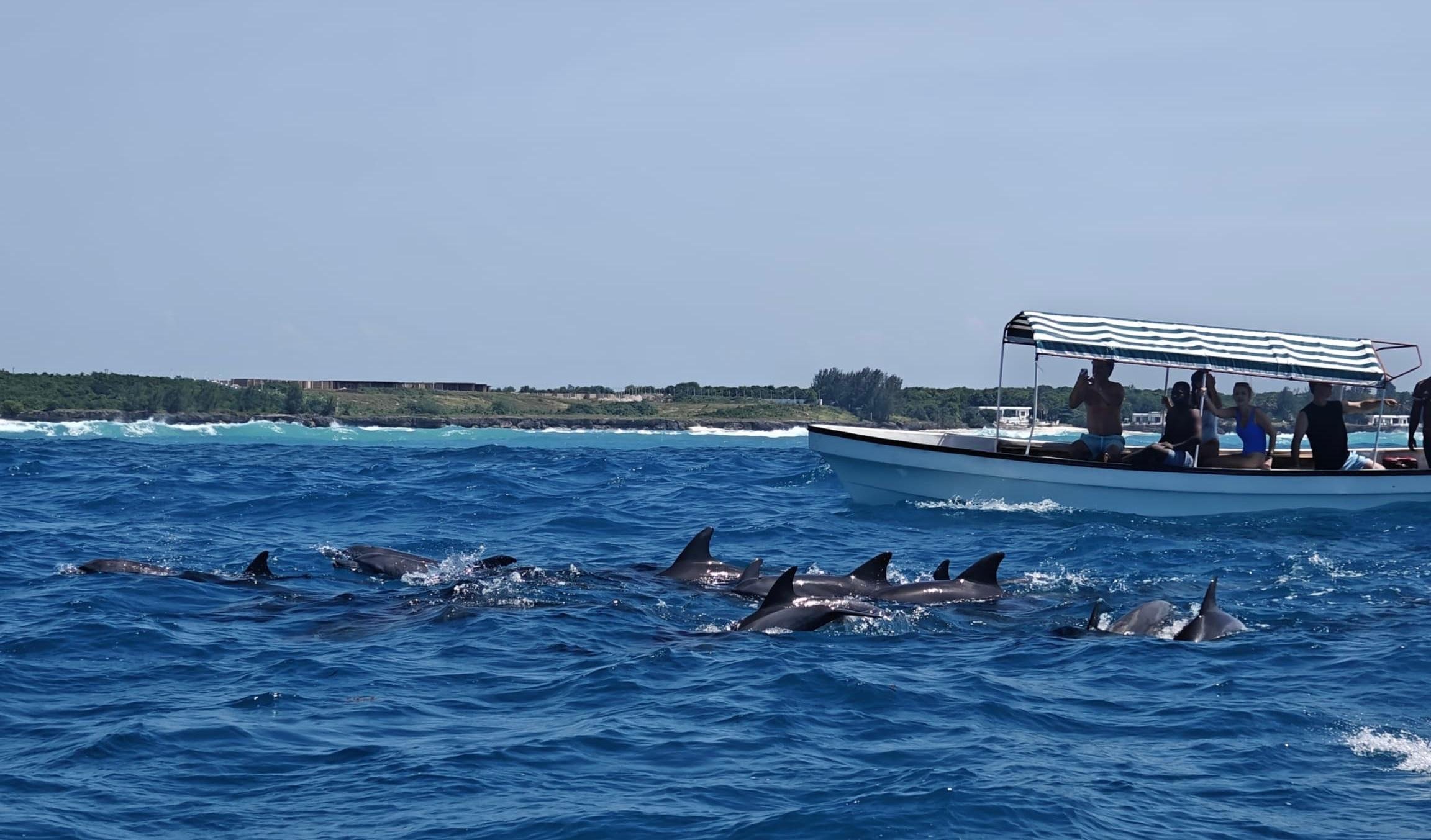 Mnemba Island Snorkeling & Dolphin Encounter