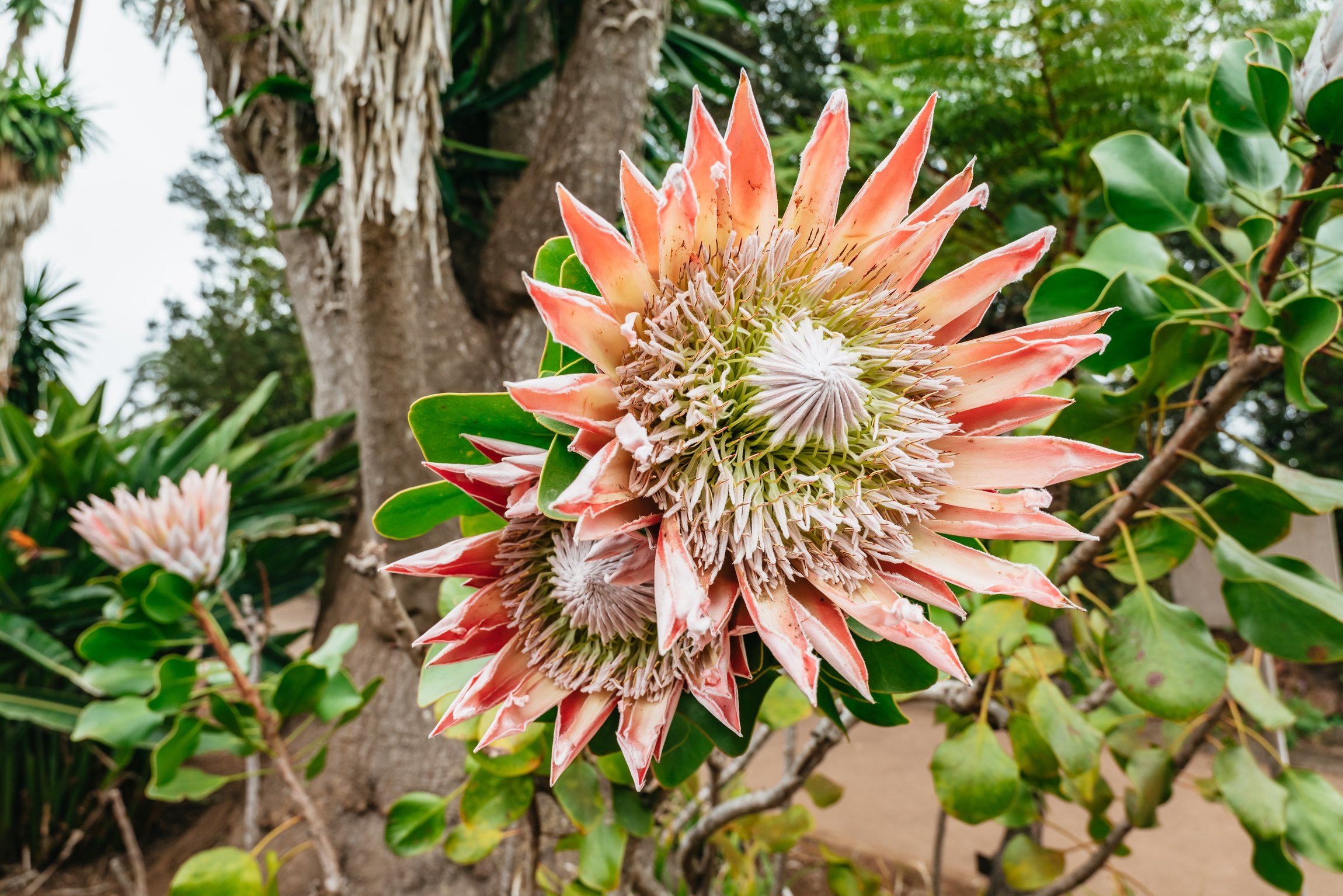 La Gomera Island Full-Day Expedition from South Tenerife