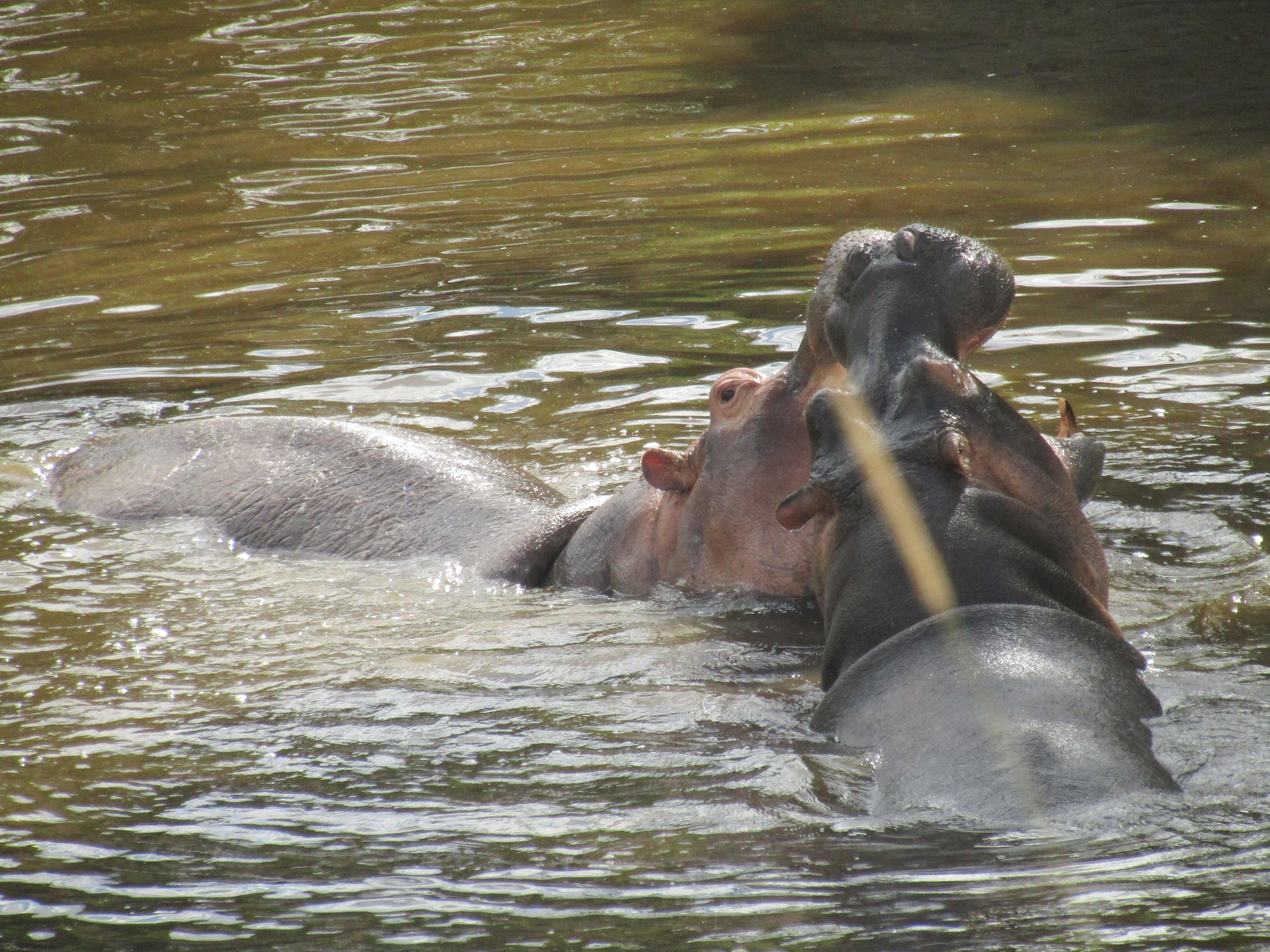 3-Day Masai Mara Safari Adventure from Nairobi