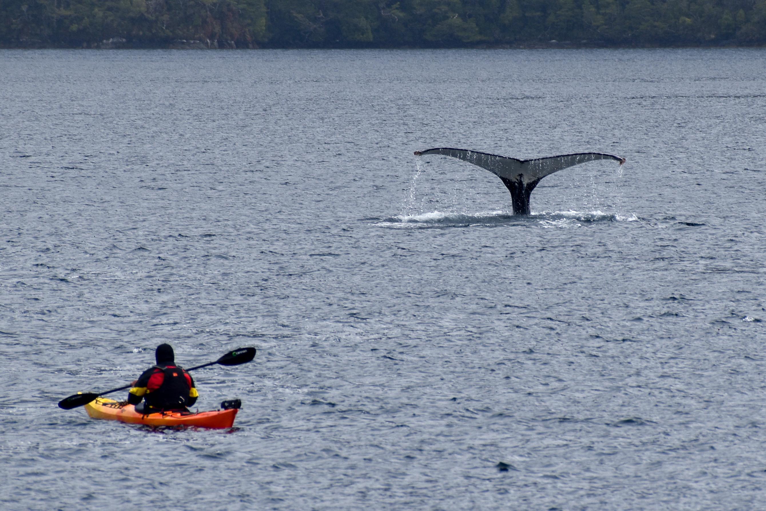 Kayak with Humpback Whales in Patagonia