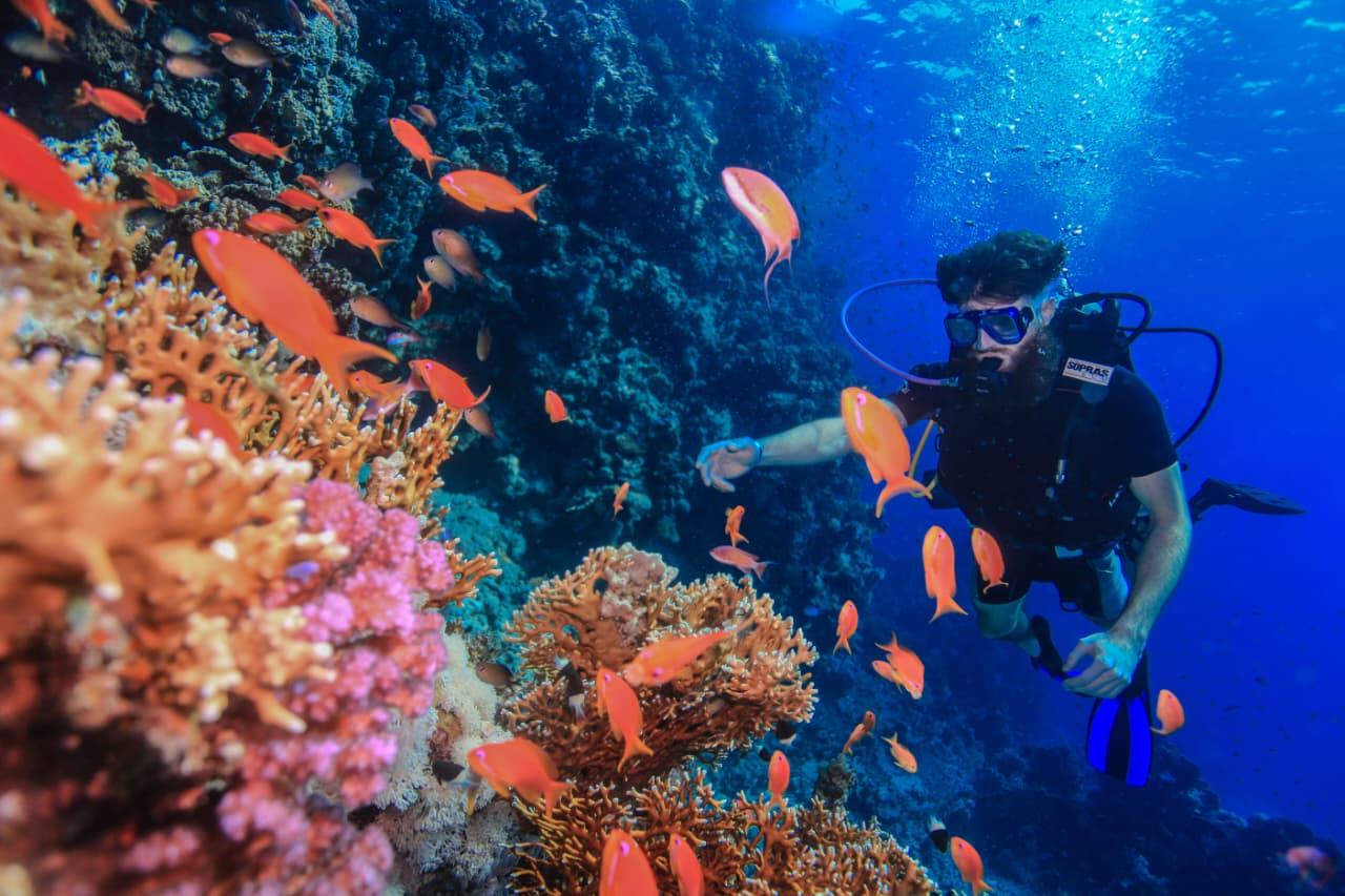 Tiran Island Snorkel & Dive Cruise from Sharm El-Sheikh with Buffet Lunch