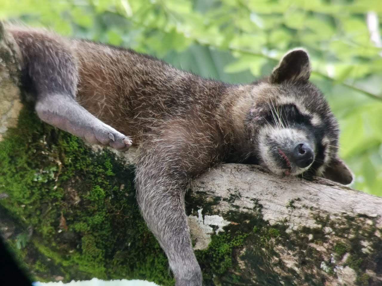 Manuel Antonio National Park: Expert-Guided Wildlife Hike