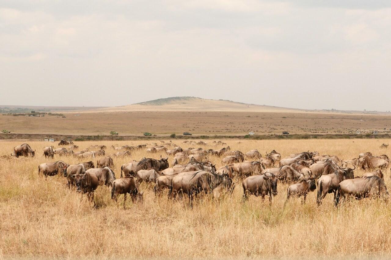 Full-Day Masai Mara Safari from Nairobi