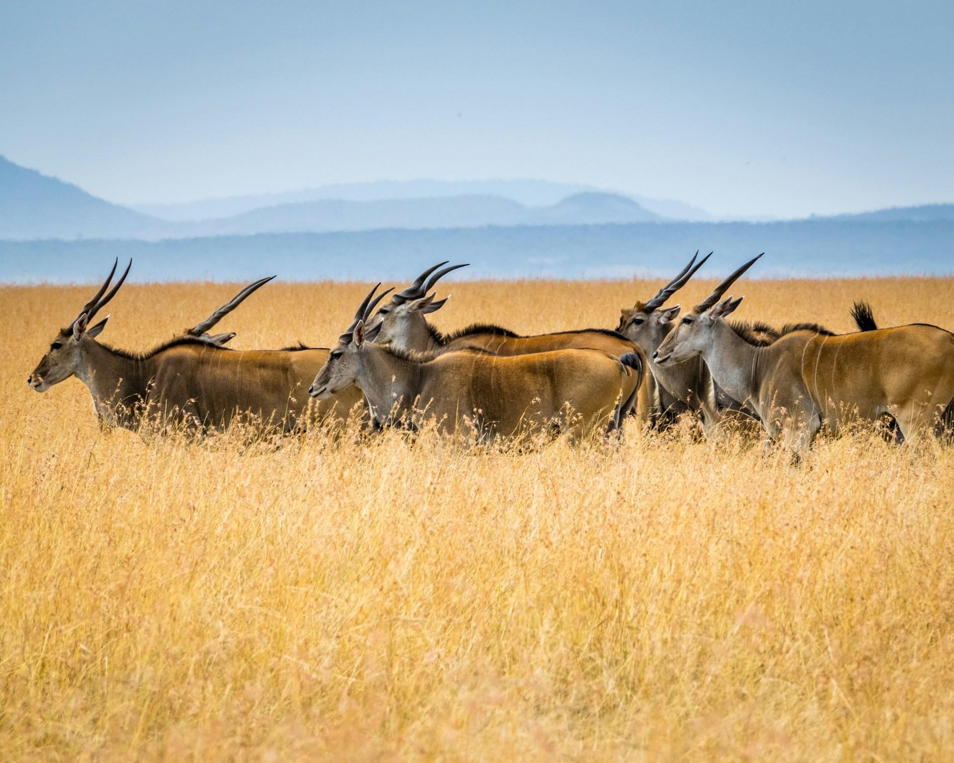 3-Day Maasai Mara Shared Jeep Safari from Nairobi