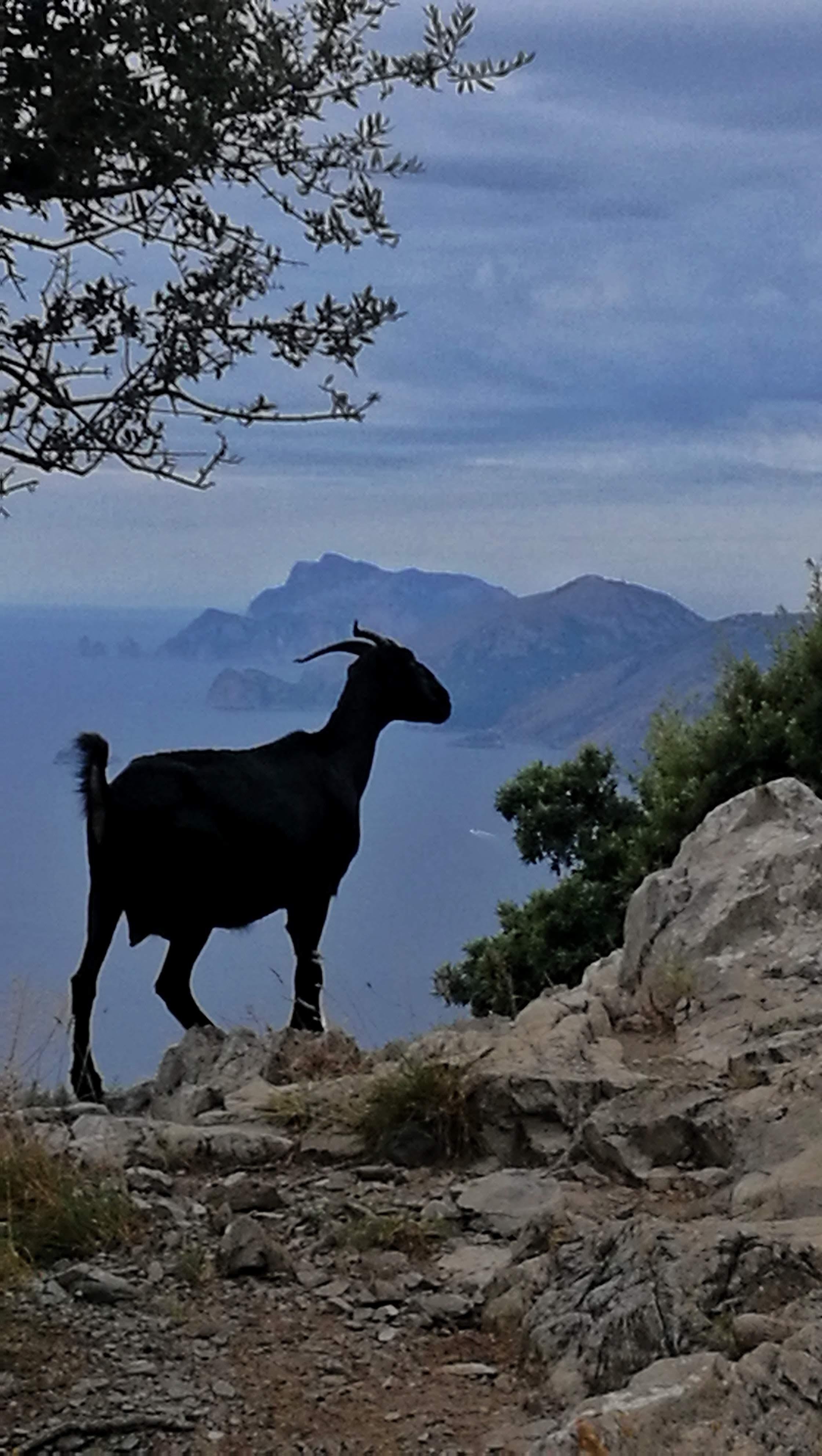 Path of the Gods Guided Hike with Transfer from Sorrento