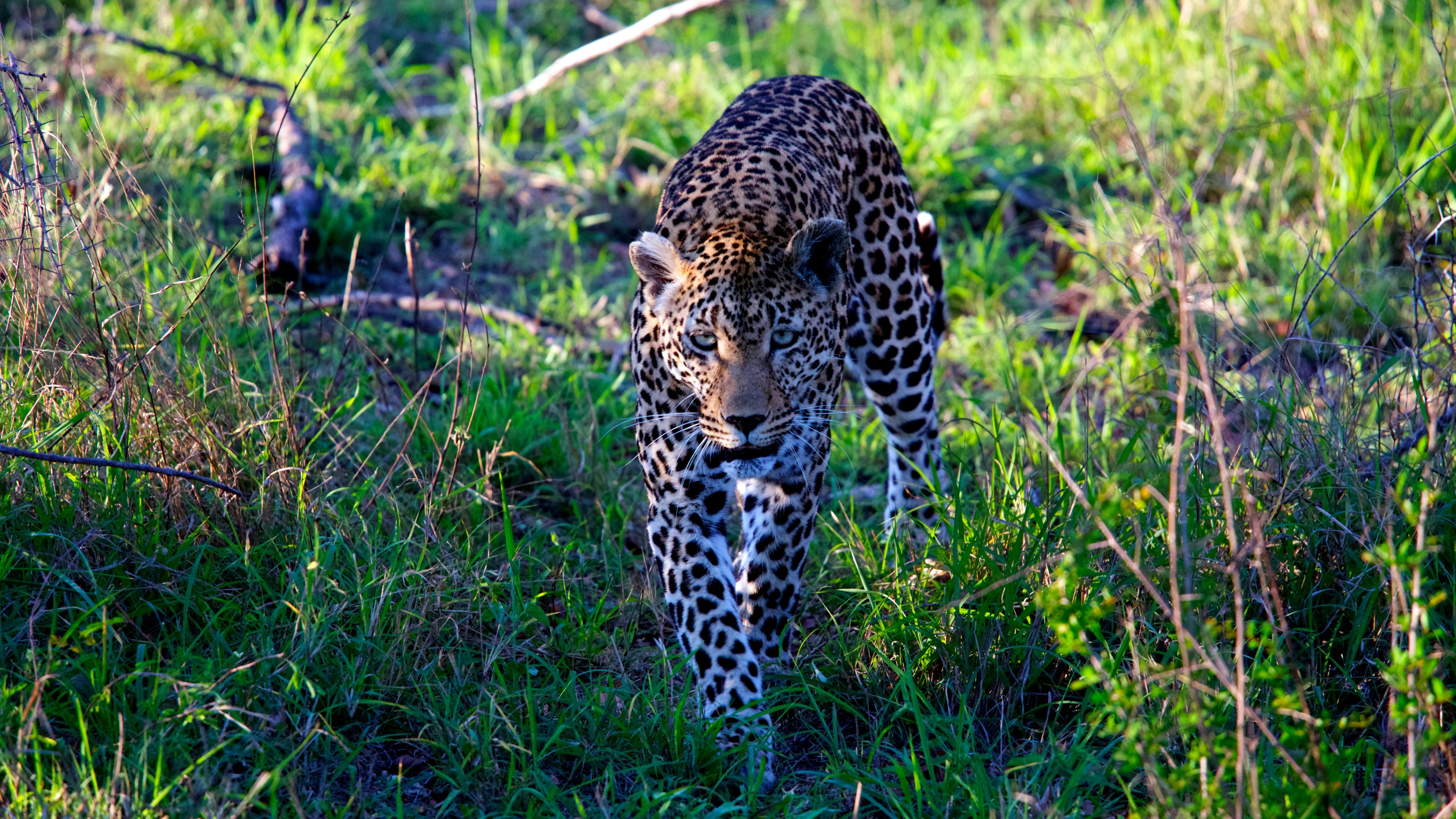 Jaipur Jhalana Amagarh Leopard Reserve 4×4 Jeep Safari
