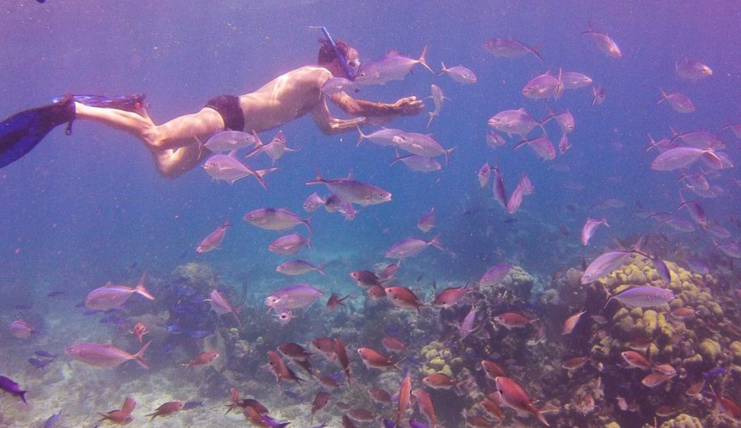 Catalina Island Snorkeling & Beach Day