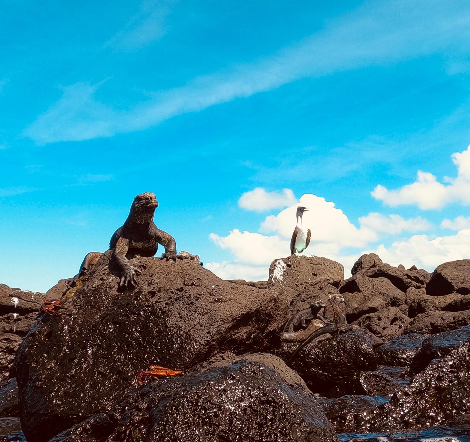 Four-Day Galapagos Adventure with Flights from Quito