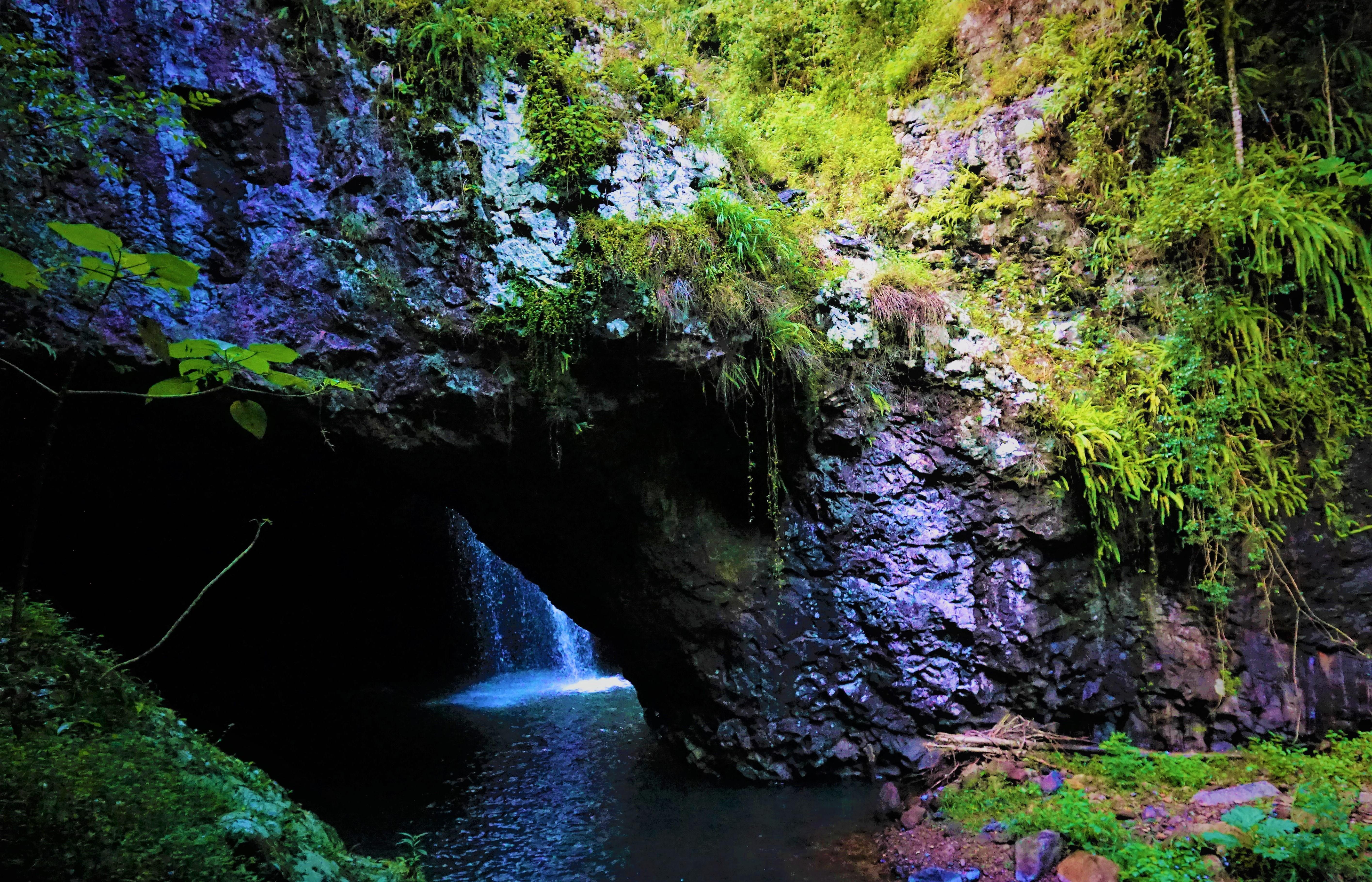 Gold Coast Rainforest & Wildlife Adventure