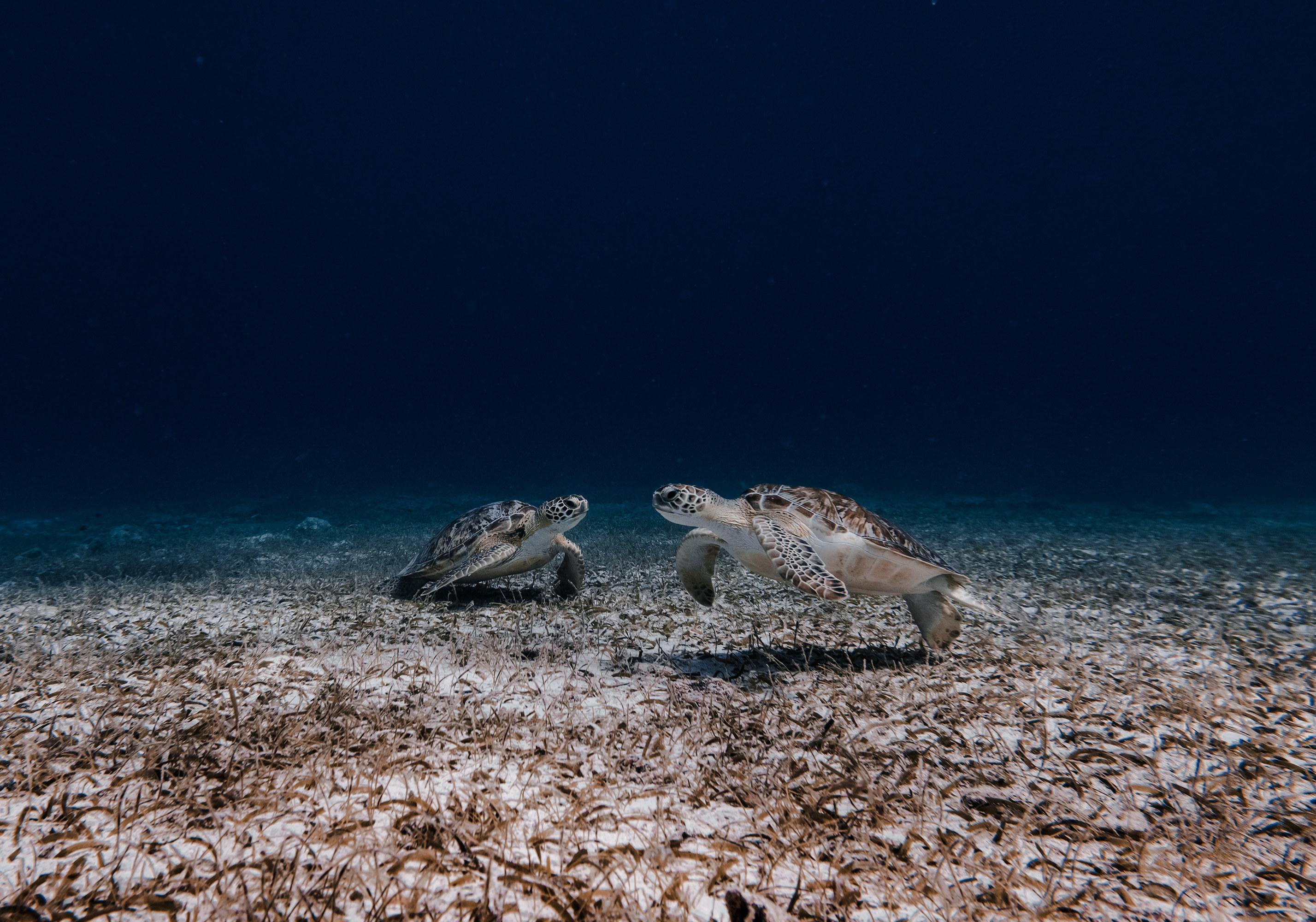 Aruba Shore Snorkel with Sea Turtles