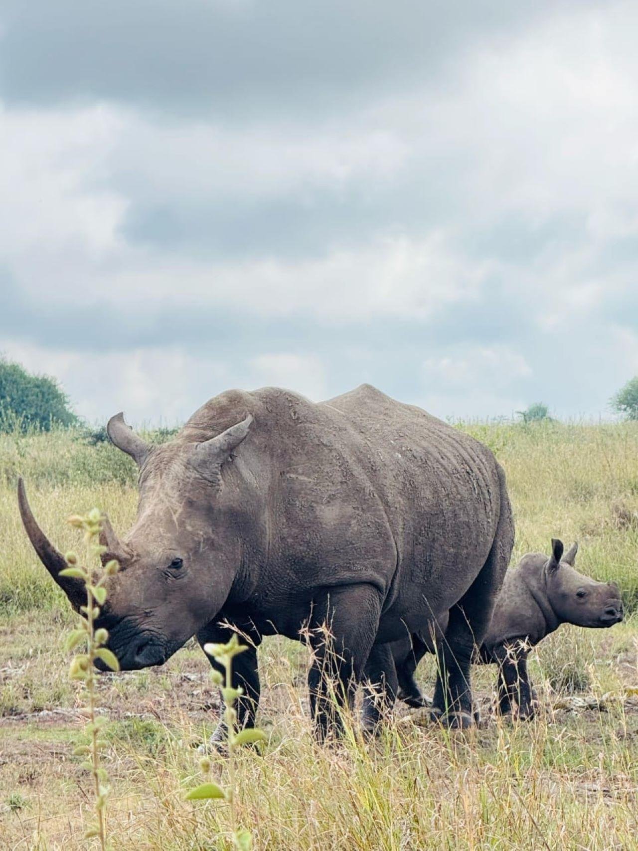 Nairobi Safari: National Park, Elephant Orphanage & Giraffe Center