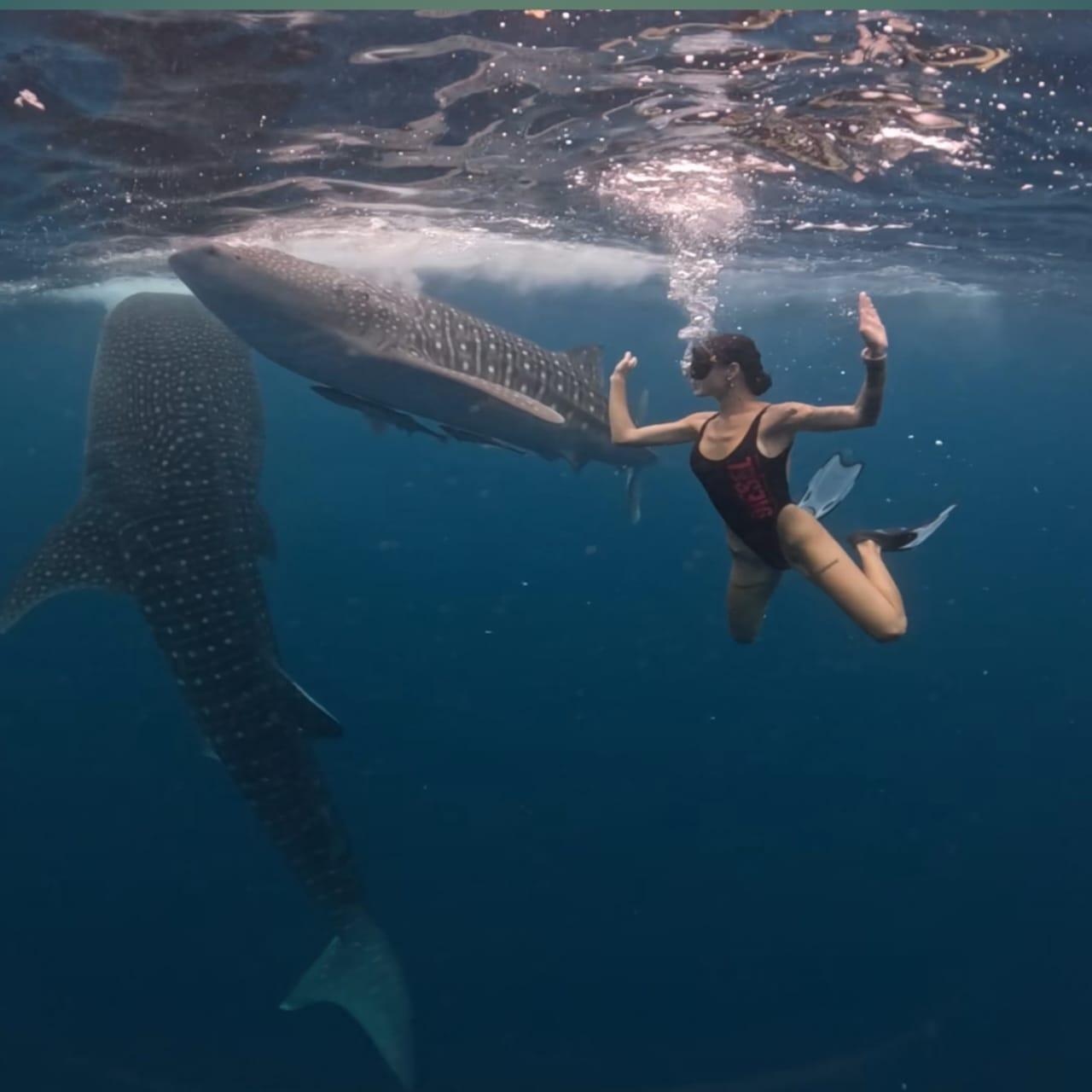 Whale Shark Encounter in Saleh Bay