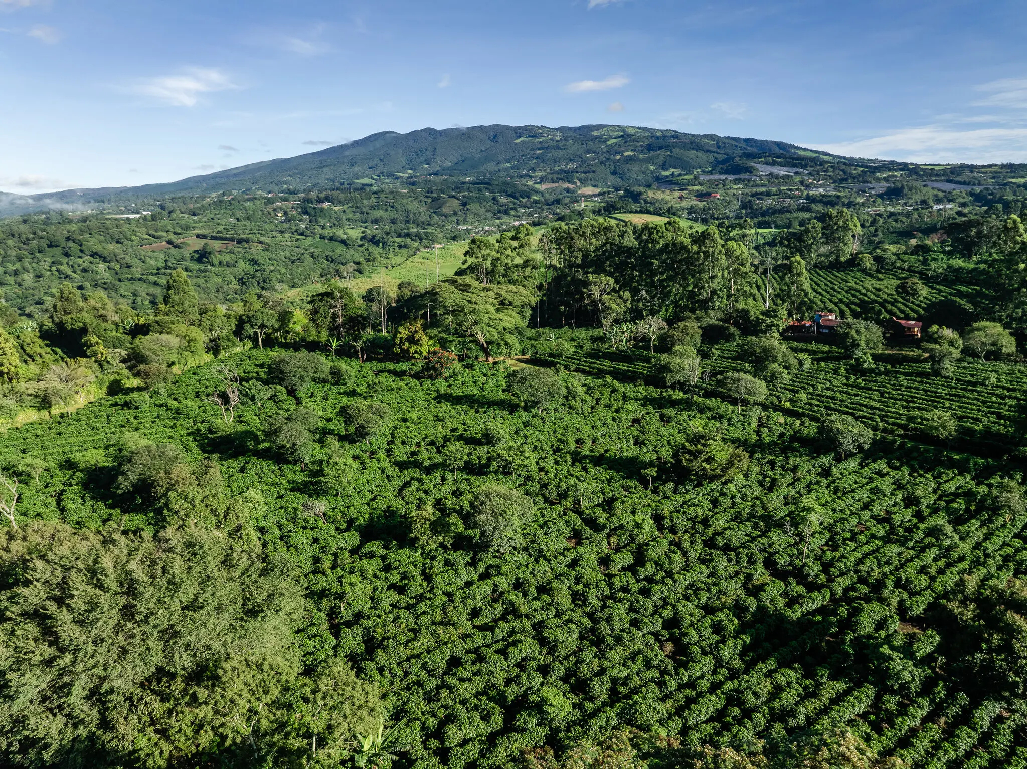 Alajuela Coffee Plantation Tour & Tasting at Doka Estate