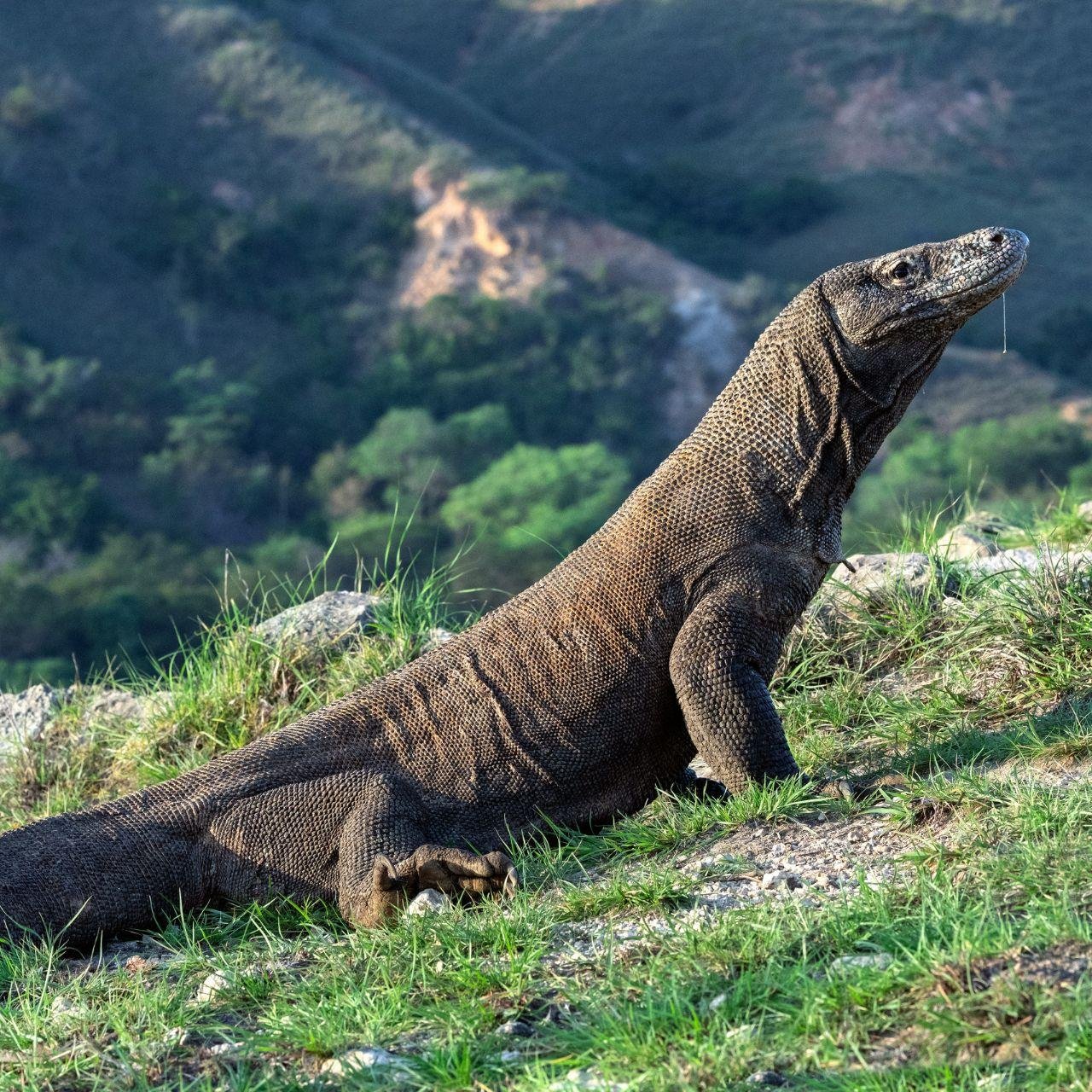 Komodo Island Full-Day Adventure: Hiking, Dragons & Snorkeling