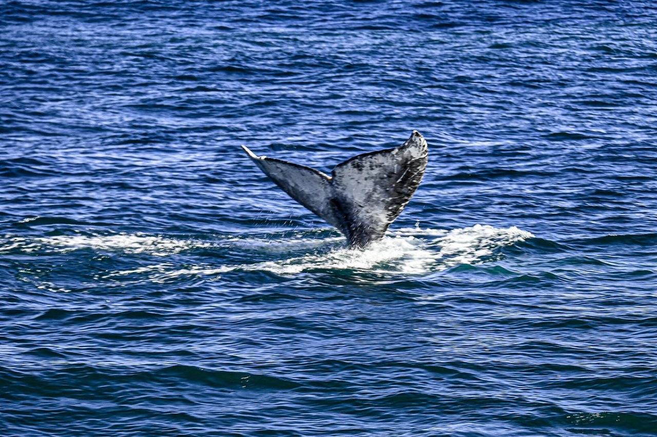 San Diego Ocean Wildlife & Whale Watching Cruise