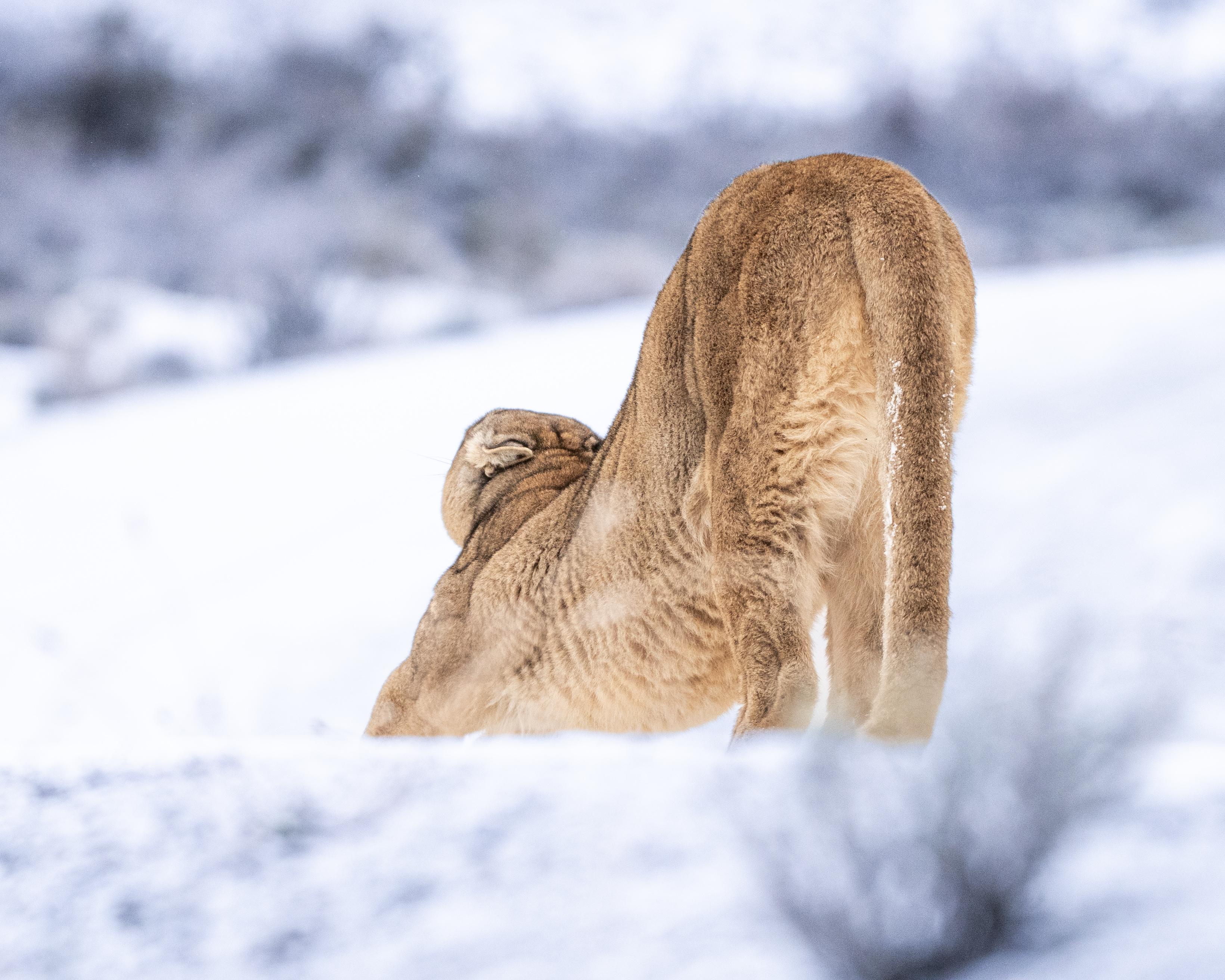Patagonian Puma Tracking Expedition: Torres del Paine