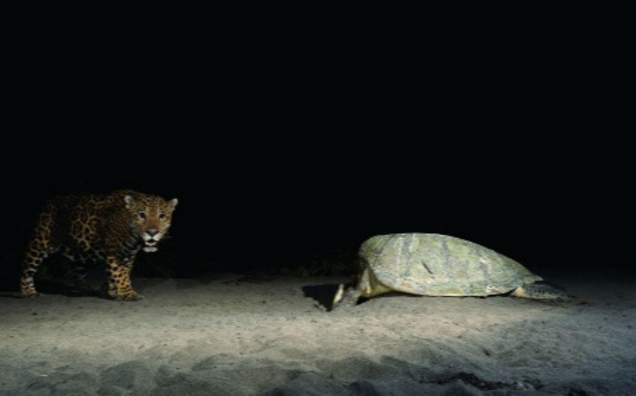 Tortuguero Night Turtle Nesting Beach Tour