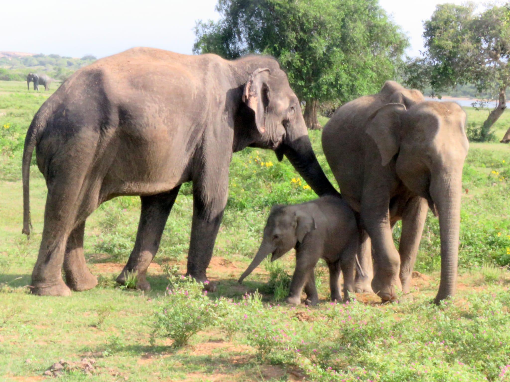 Full-Day Wilpattu National Park Safari Adventure
