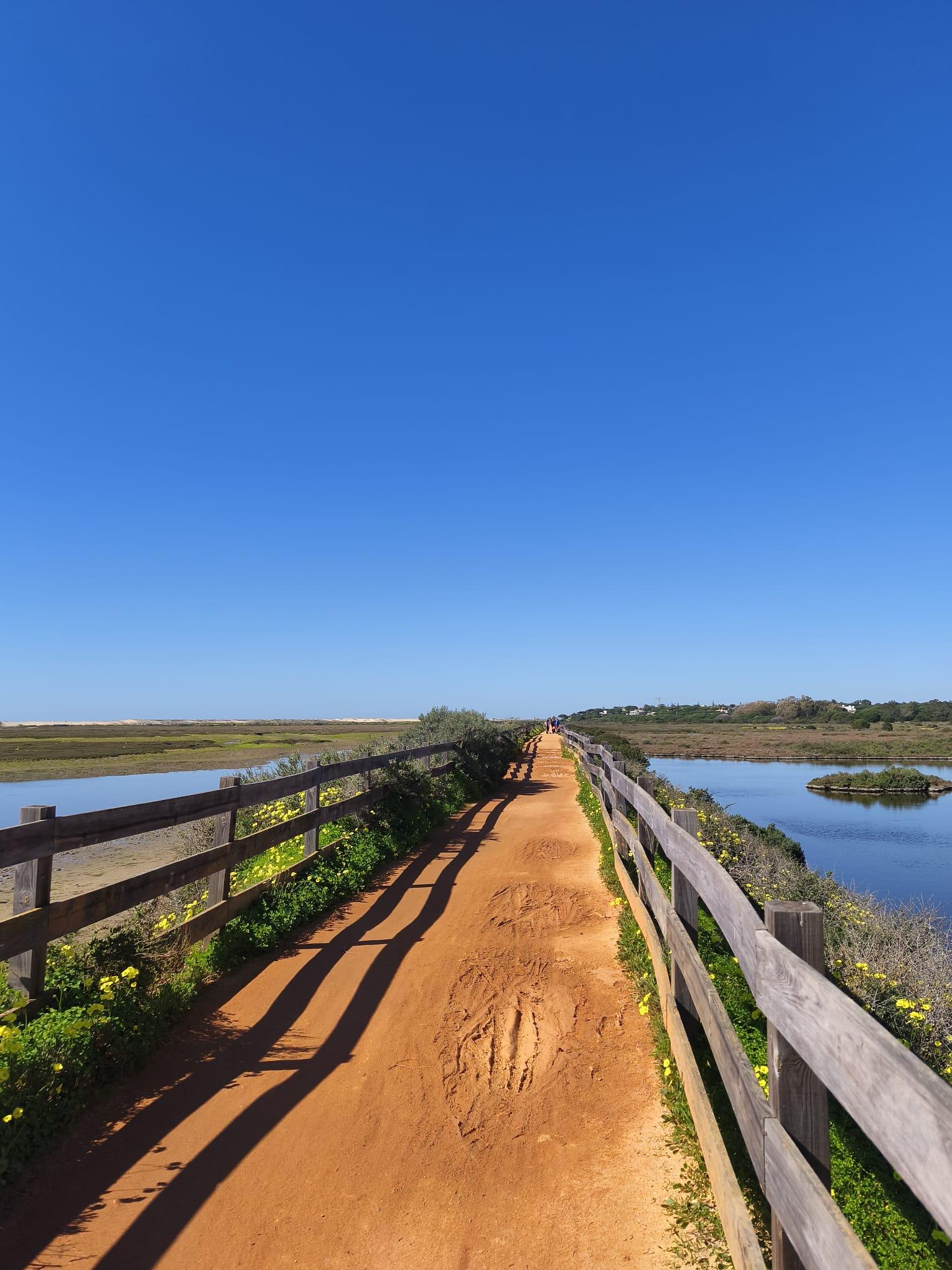 Faro: Ria Formosa Birdwatching Tour with Biologist Guide