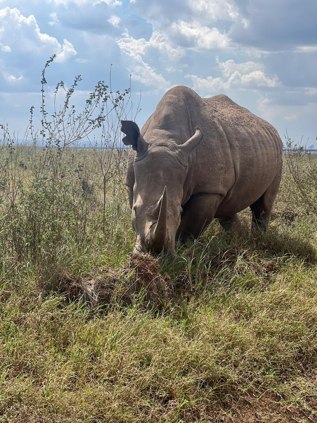 Nairobi National Park Half-Day Wildlife Safari