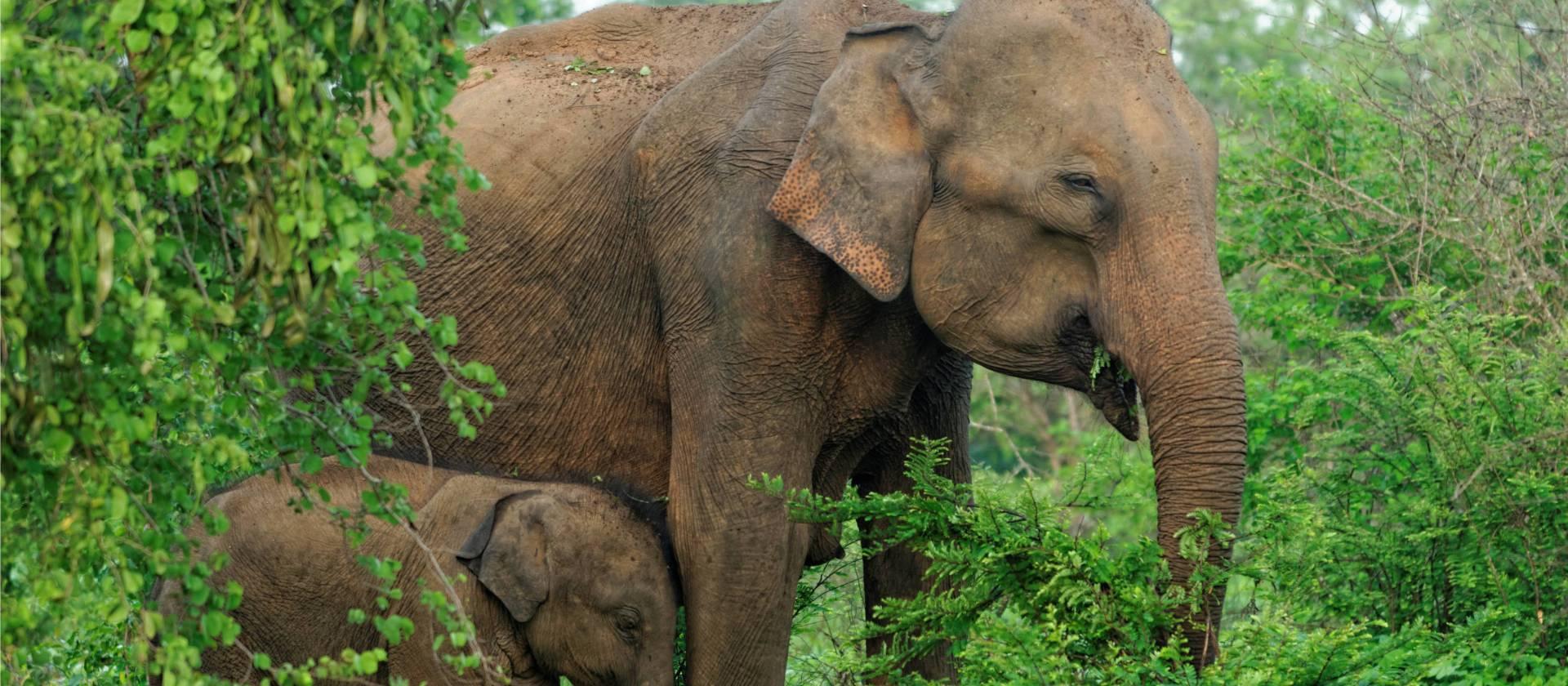 Chitwan National Park 3-Day All-Inclusive Safari from Kathmandu or Pokhara