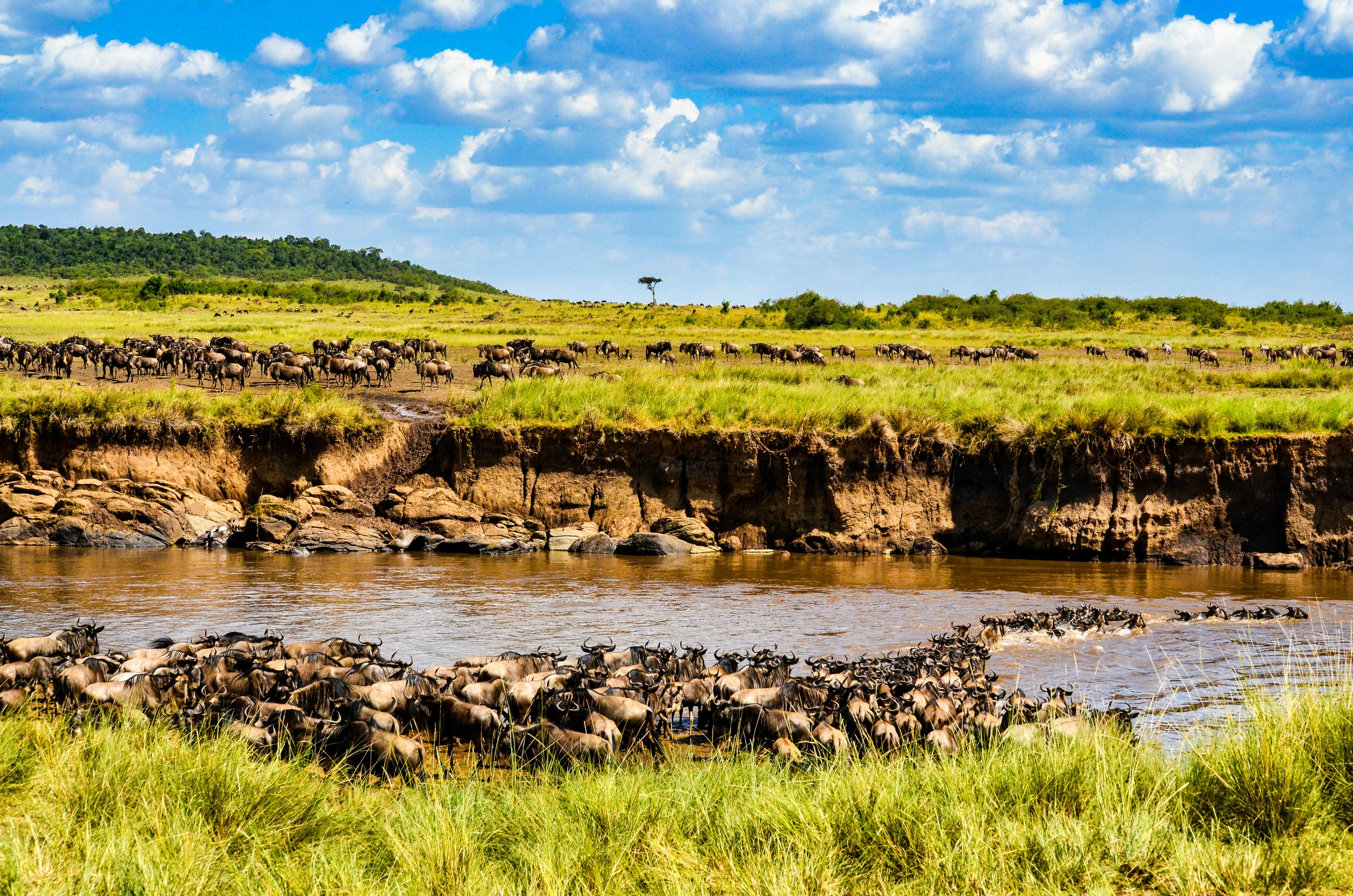 5-Day Private Kenya Safari: Maasai Mara, Nakuru & Naivasha