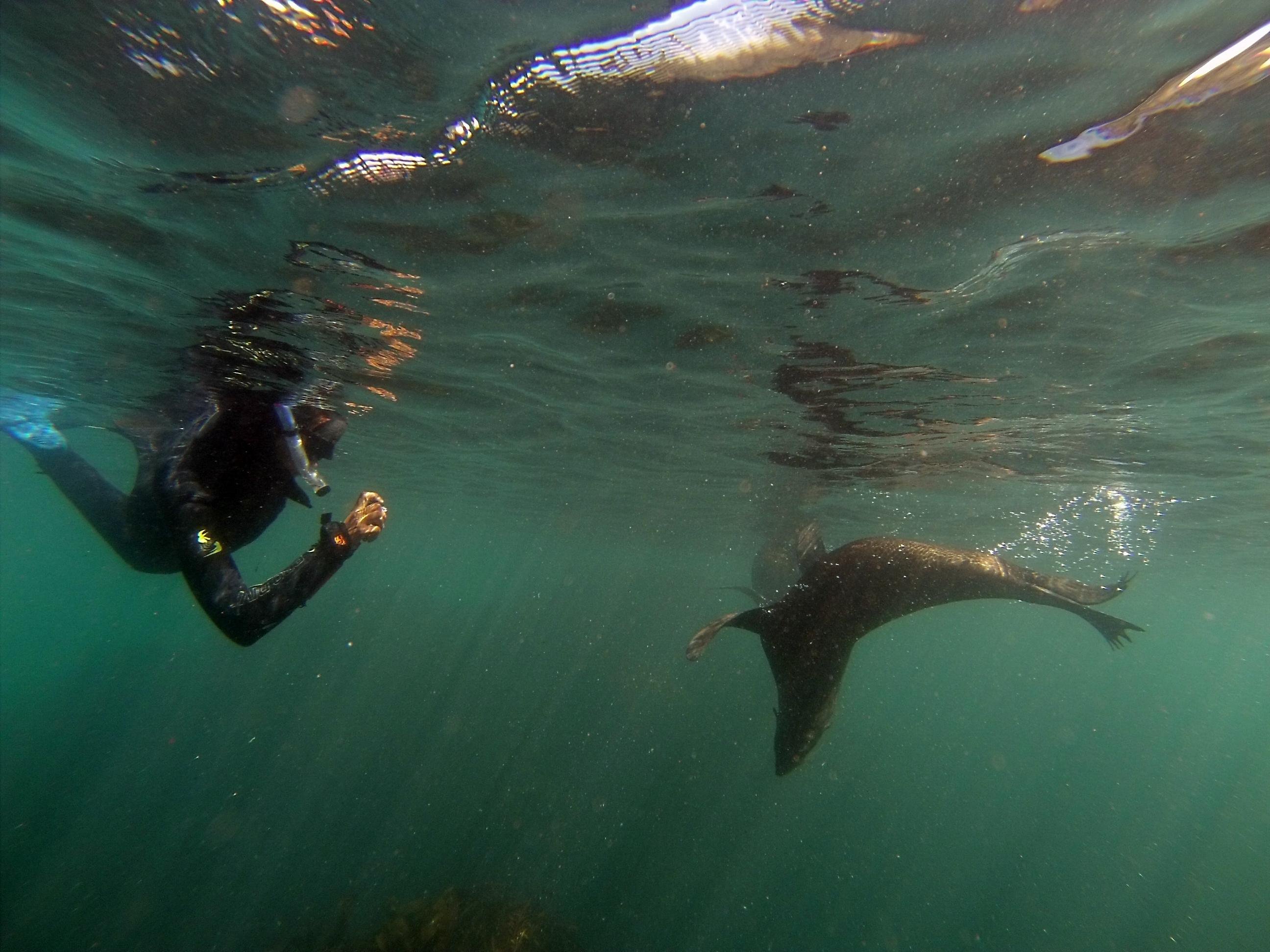 Kaikōura: Snorkeling with New Zealand Fur Seals
