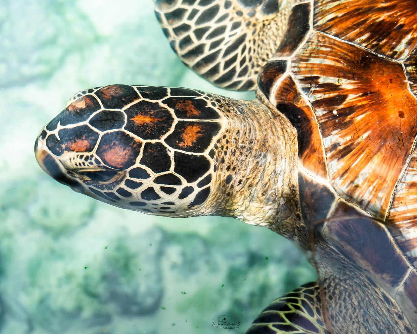 Zanzibar: Swim with Sea Turtles at Salaam Cave, Kizimkazi