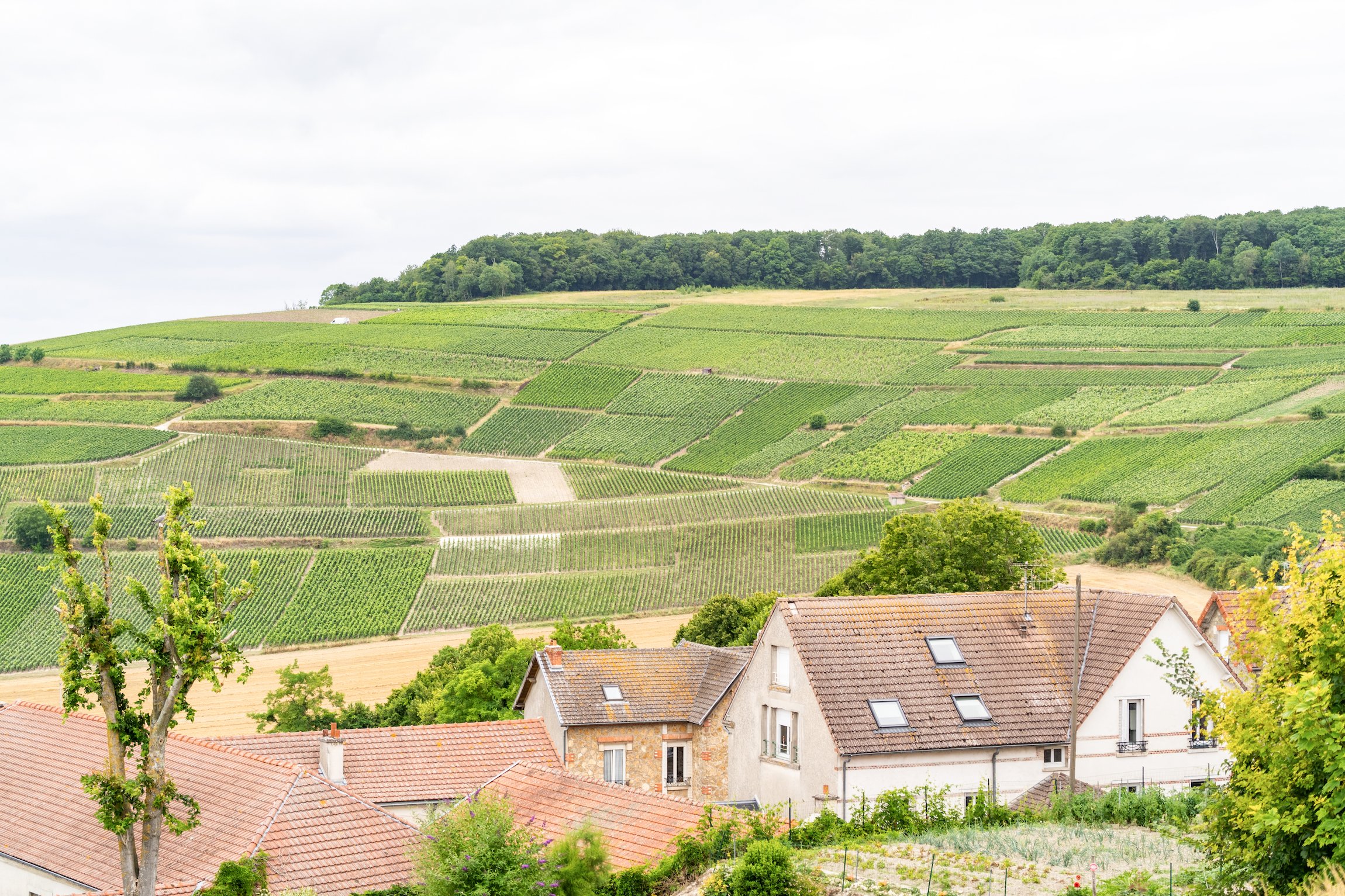 Champagne day trip from Paris — cellars, vineyards, and tastings — image 26
