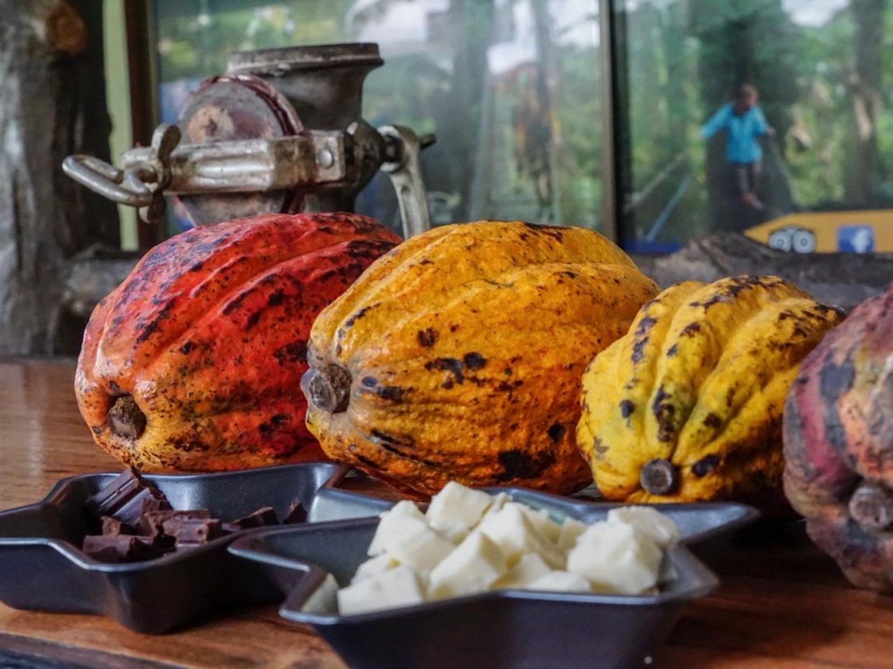 La Fortuna: North Fields Coffee & Chocolate Farm Tour