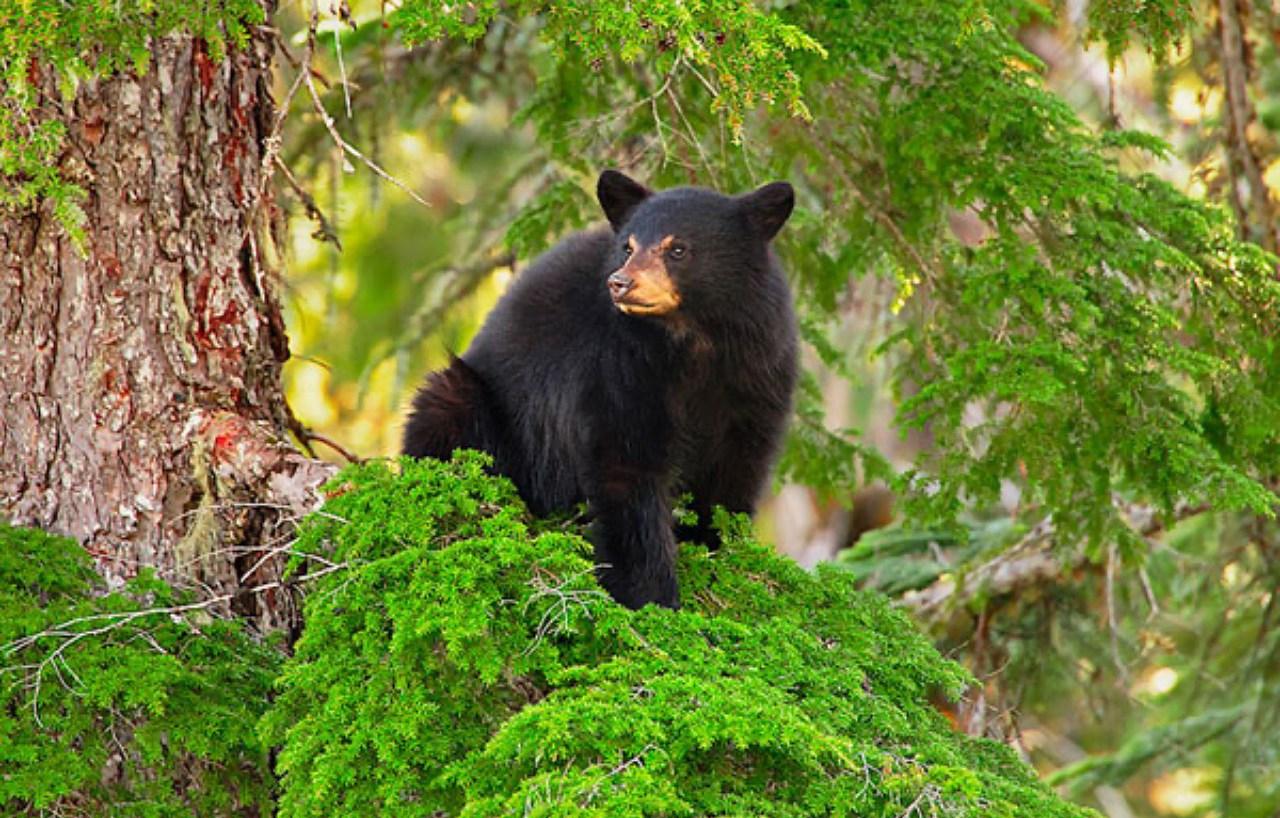 Whistler Morning Bear Viewing: Land Rover Off-Road Adventure