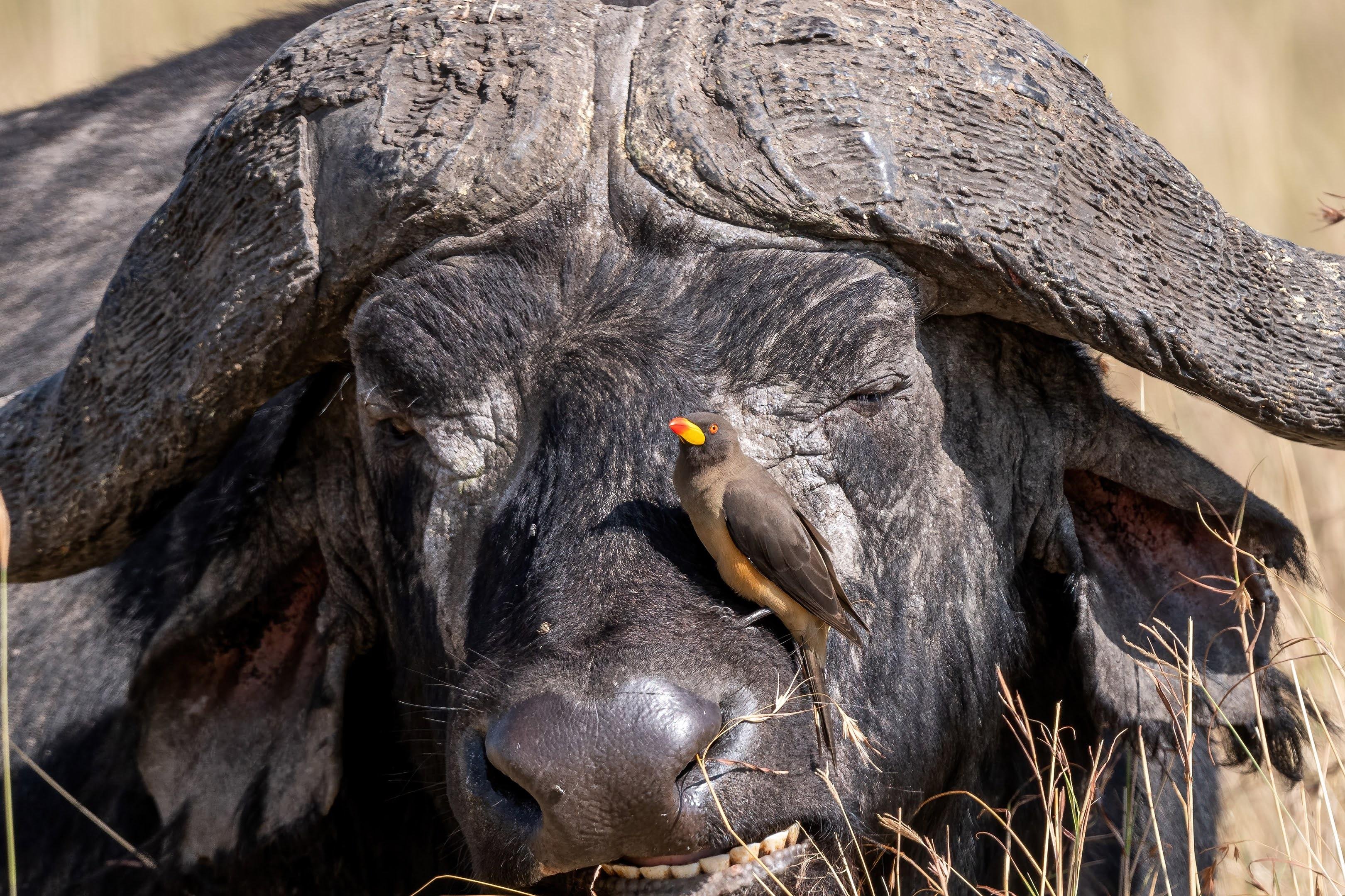 Maasai Mara Express: 1-Day Safari from Nairobi