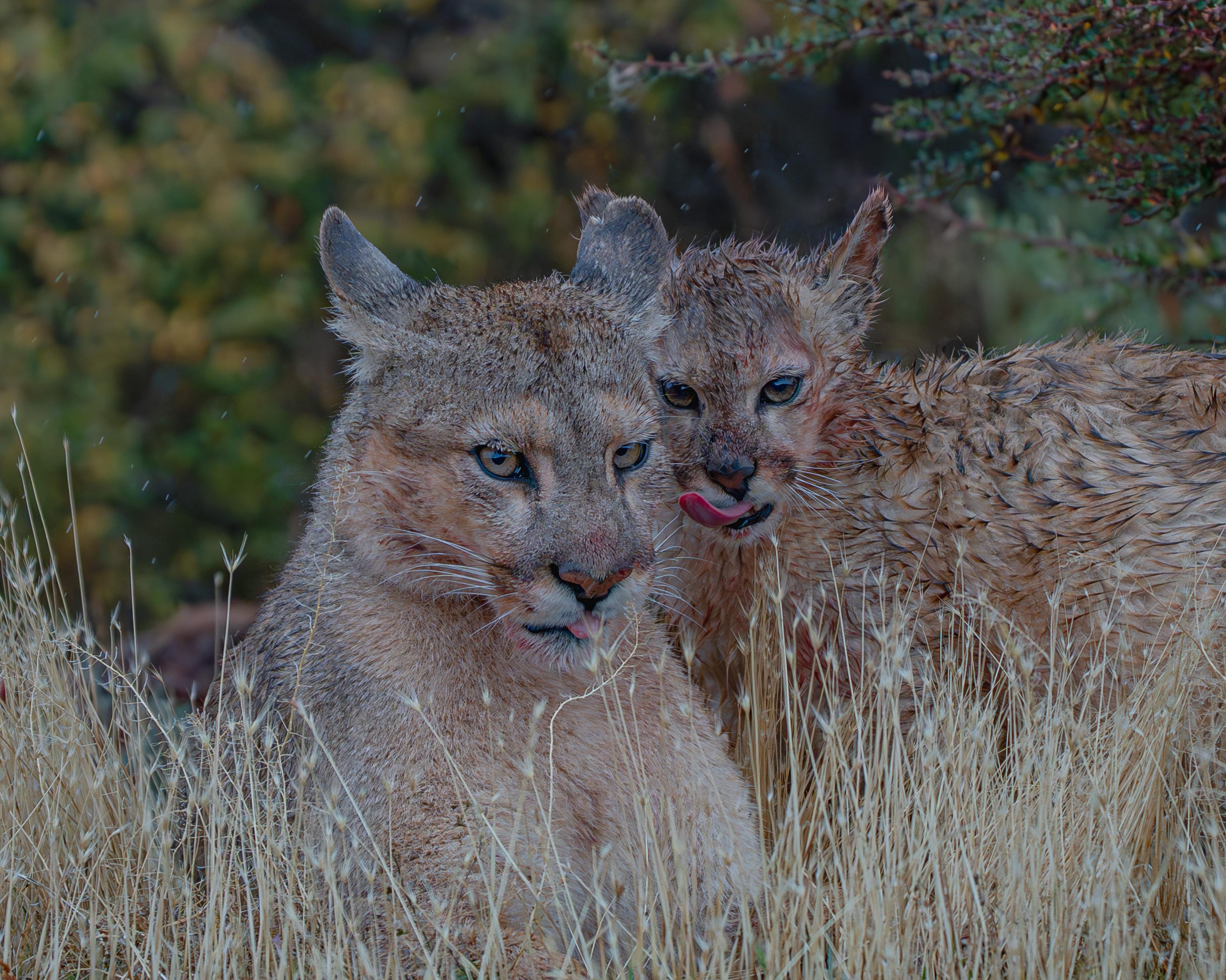 Patagonian Puma Tracking Expedition: Torres del Paine