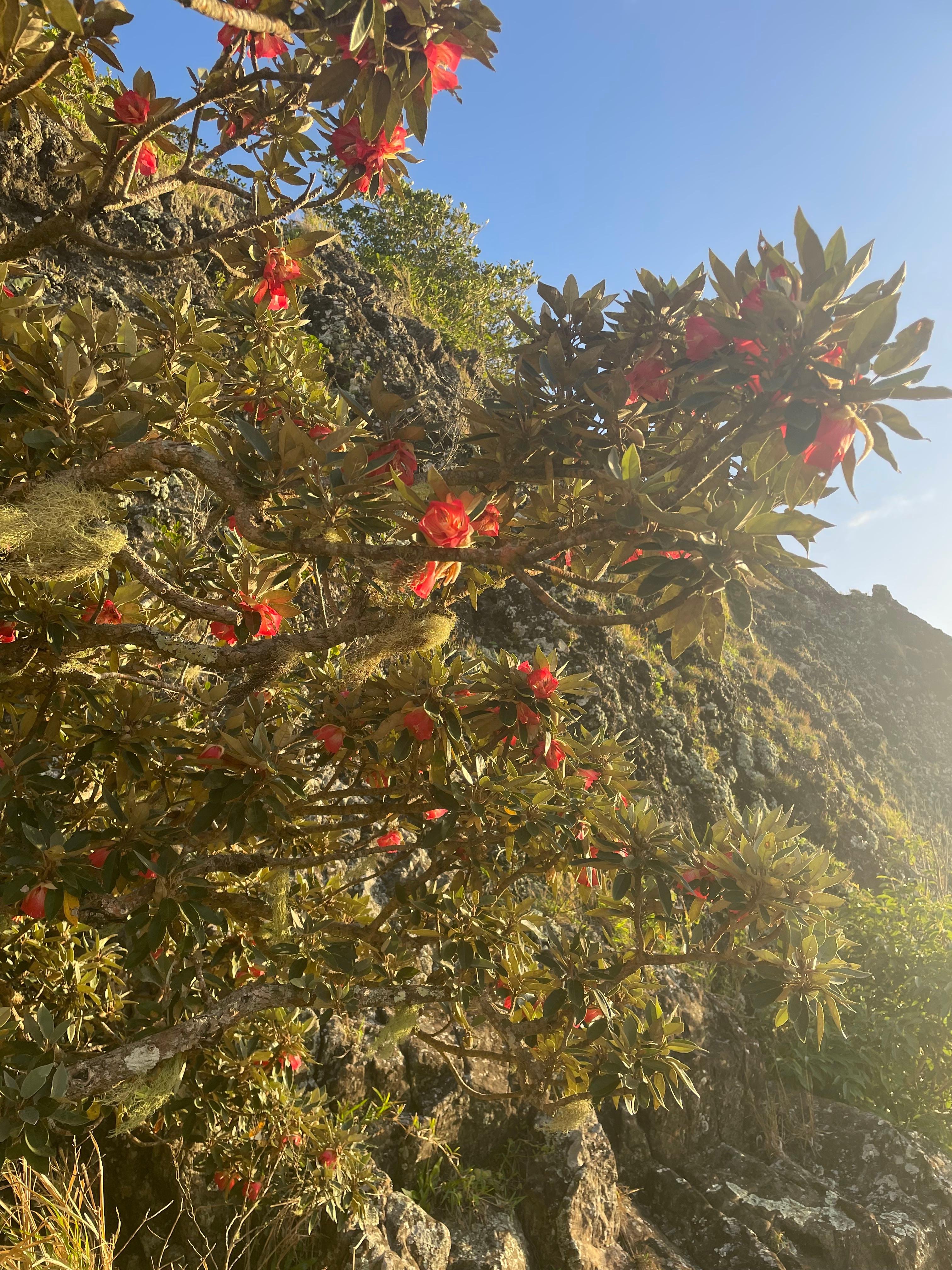 Le Morne Brabant: Private Guided Summit Hike