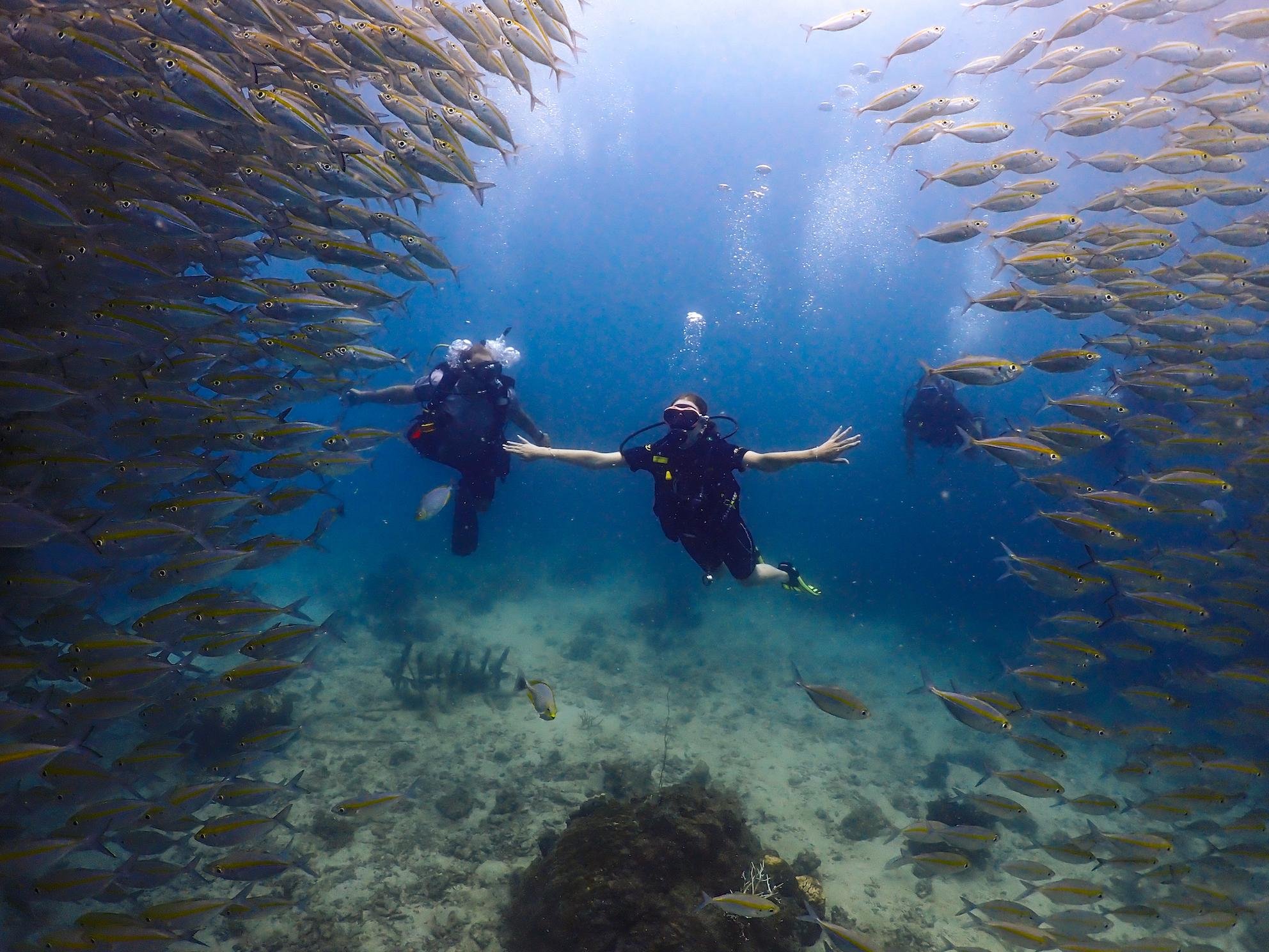Koh Samui Discovery Scuba Experience: Sail Rock or Koh Tao