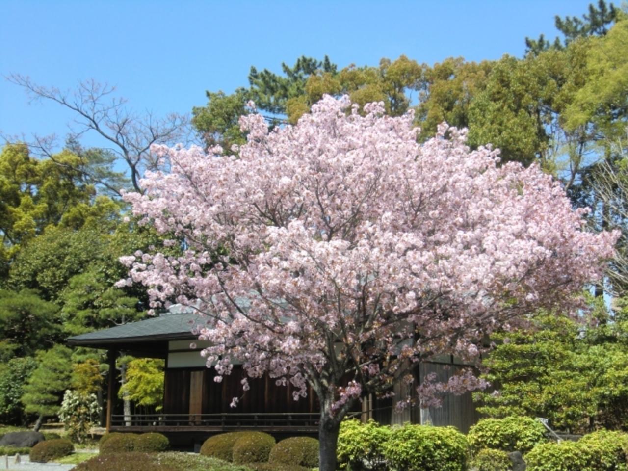 Kyoto Nijo Castle: UNESCO World Heritage Small-Group Guided Tour