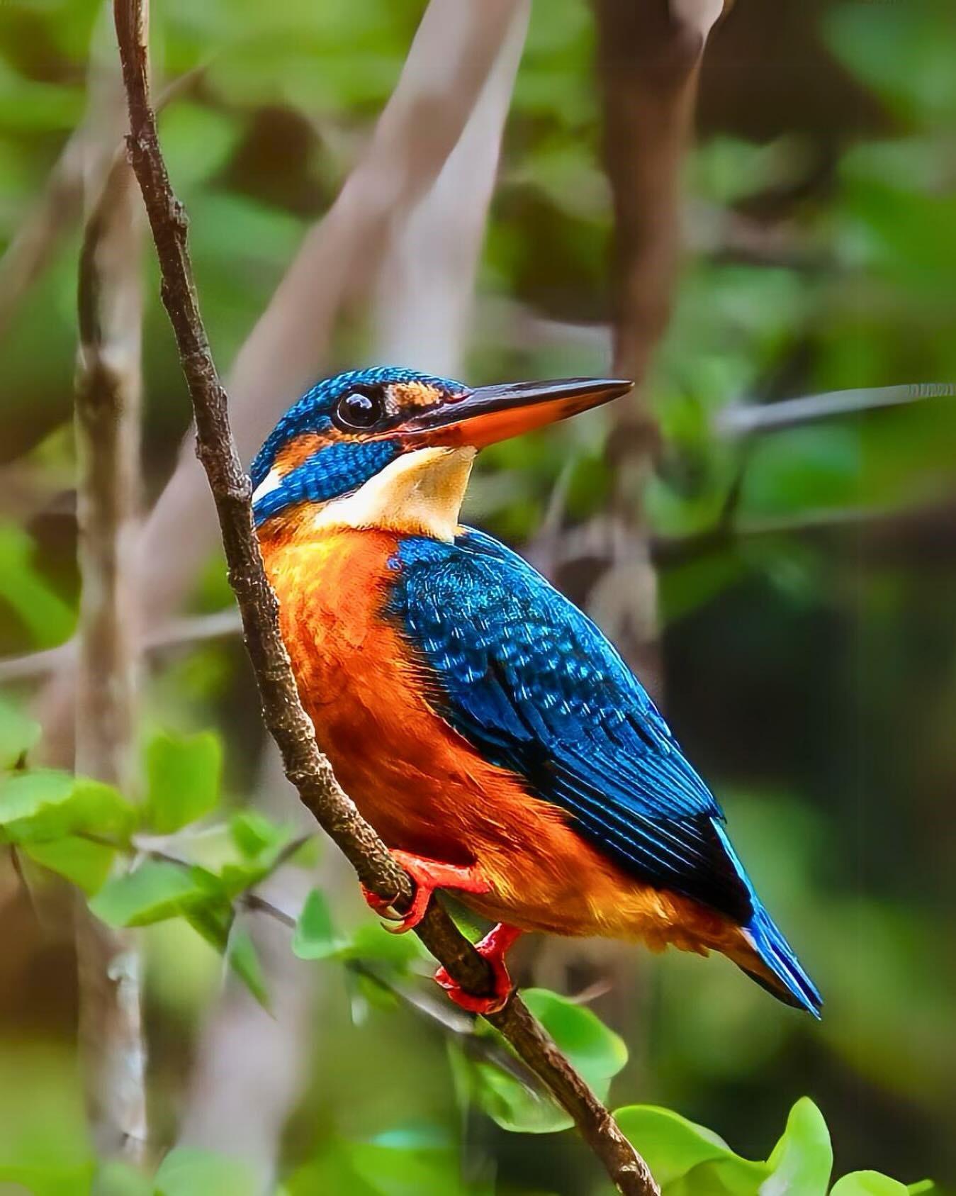 Full-Day Wilpattu National Park Safari Adventure