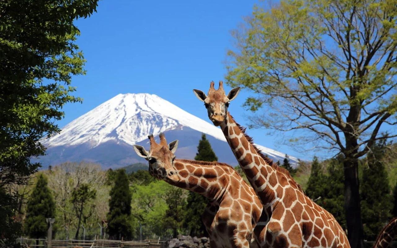 Private Mt. Fuji & Safari Park Day Trip from Tokyo