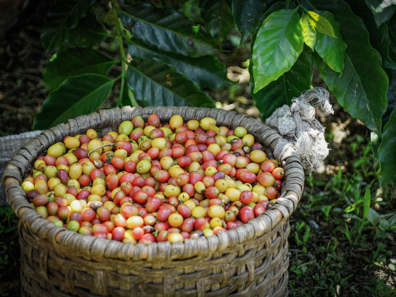 La Fortuna: North Fields Coffee & Chocolate Farm Tour