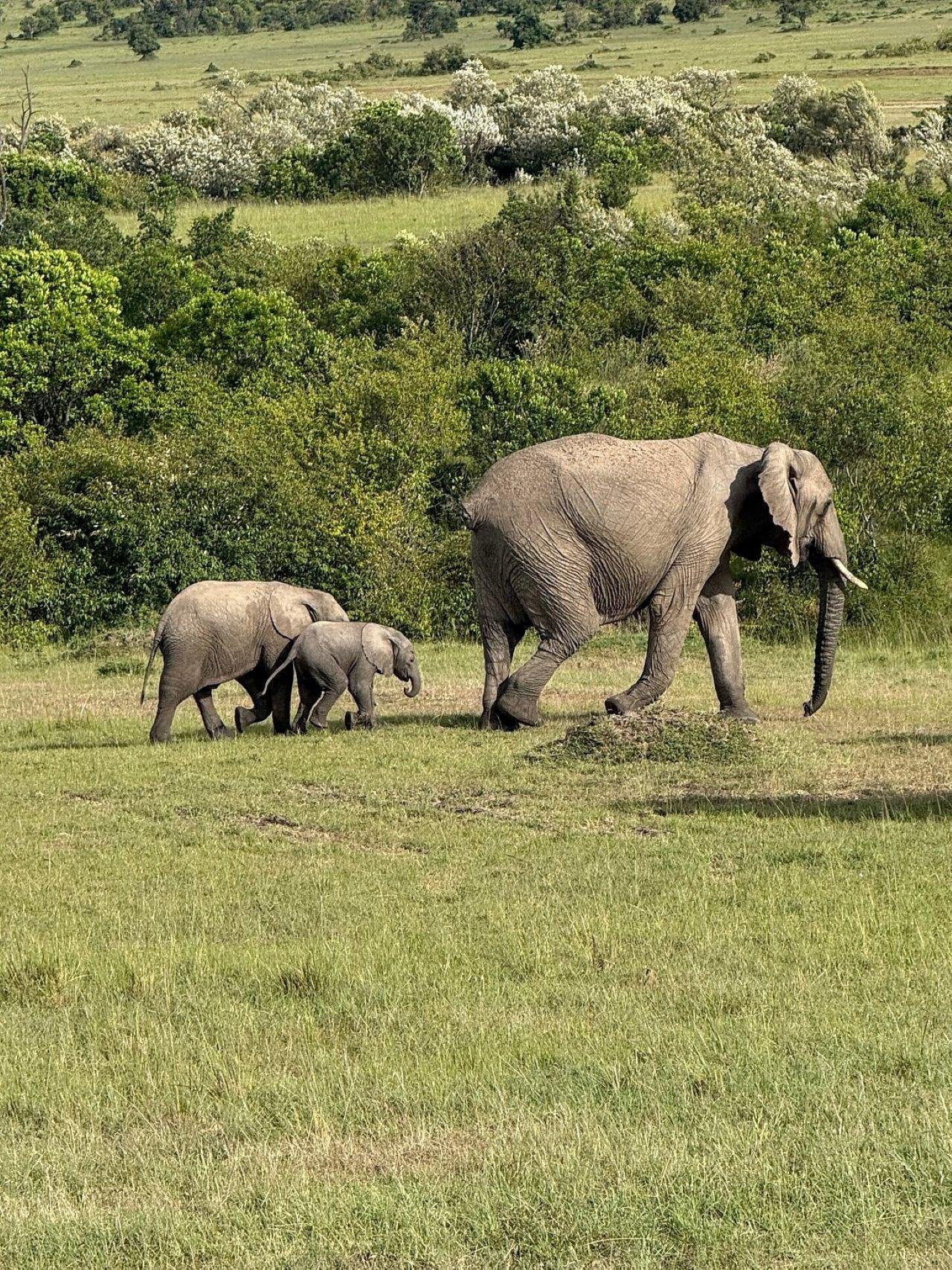3-Day Maasai Mara Shared Jeep Safari from Nairobi