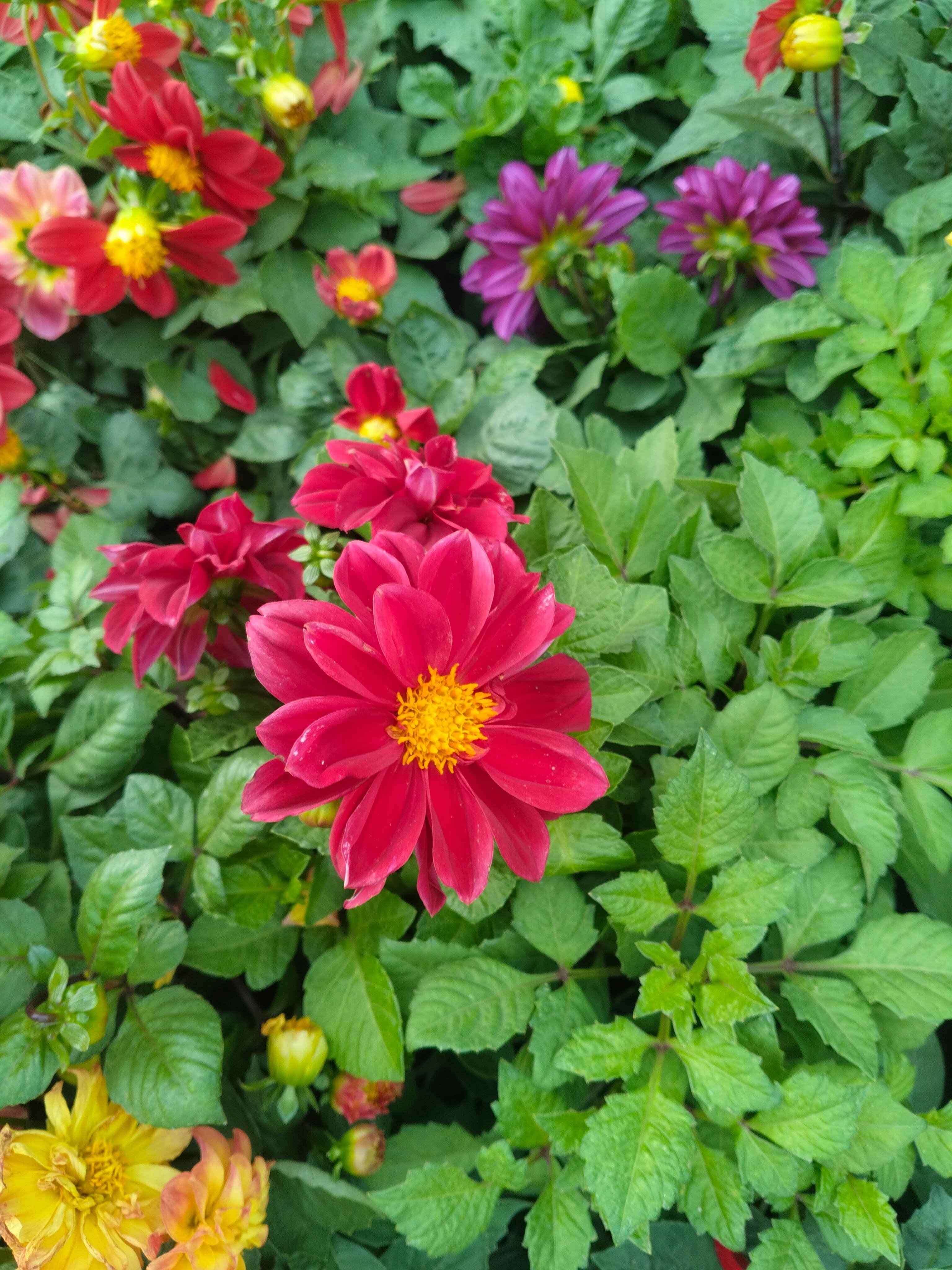 Cubbon Park Heritage and Nature Walking Tour