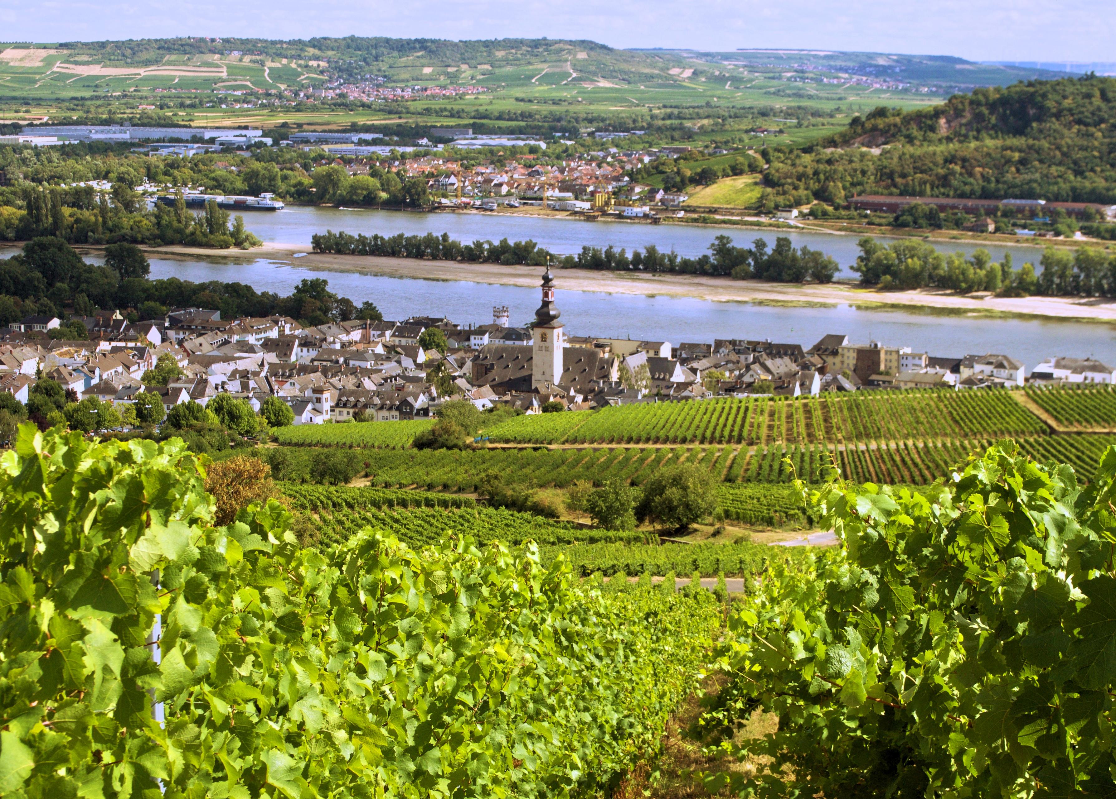 Rhine Valley Wine & Castle Tour from Frankfurt