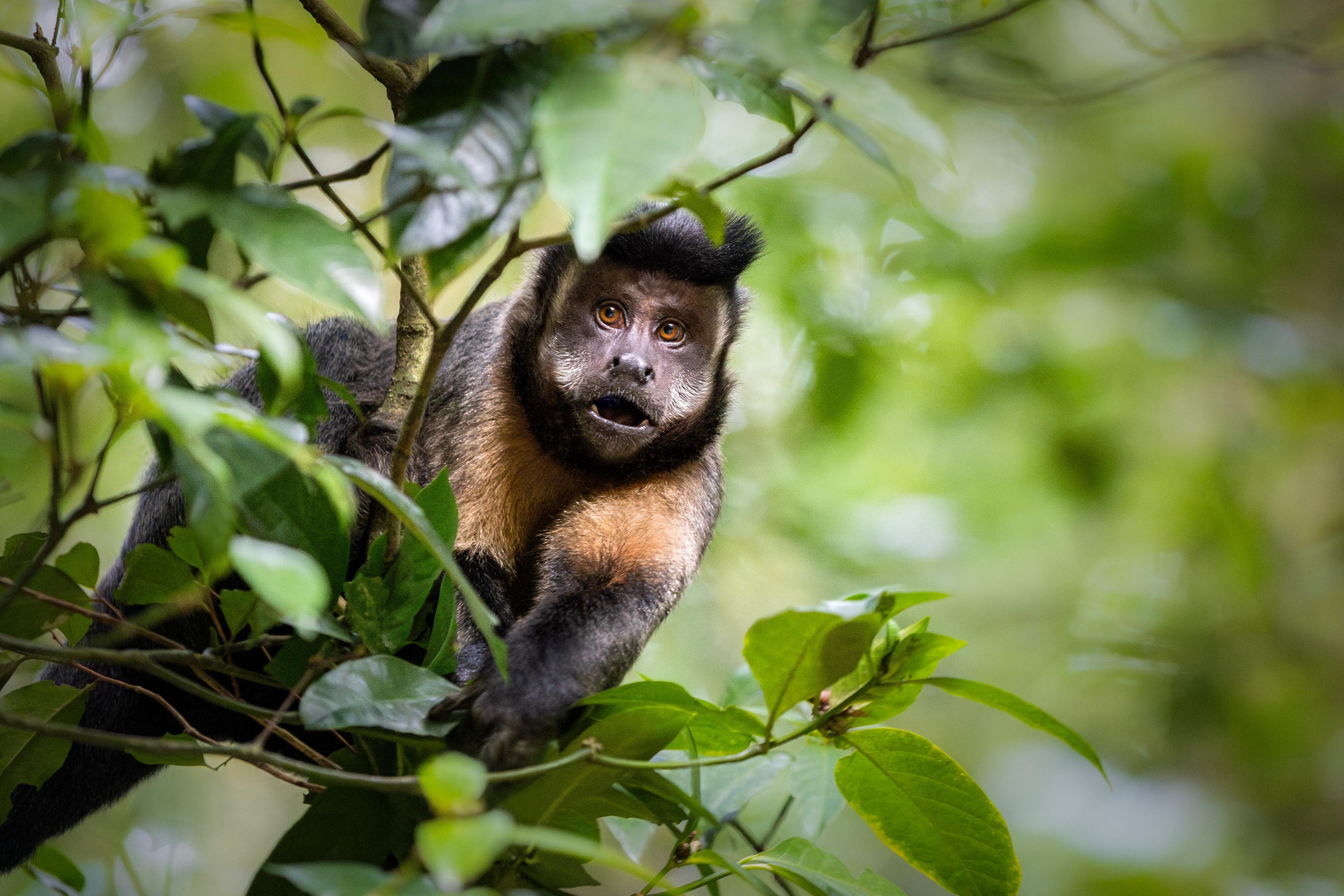 Tijuca National Park Peaks, Caves & Waterfalls Guided Hike