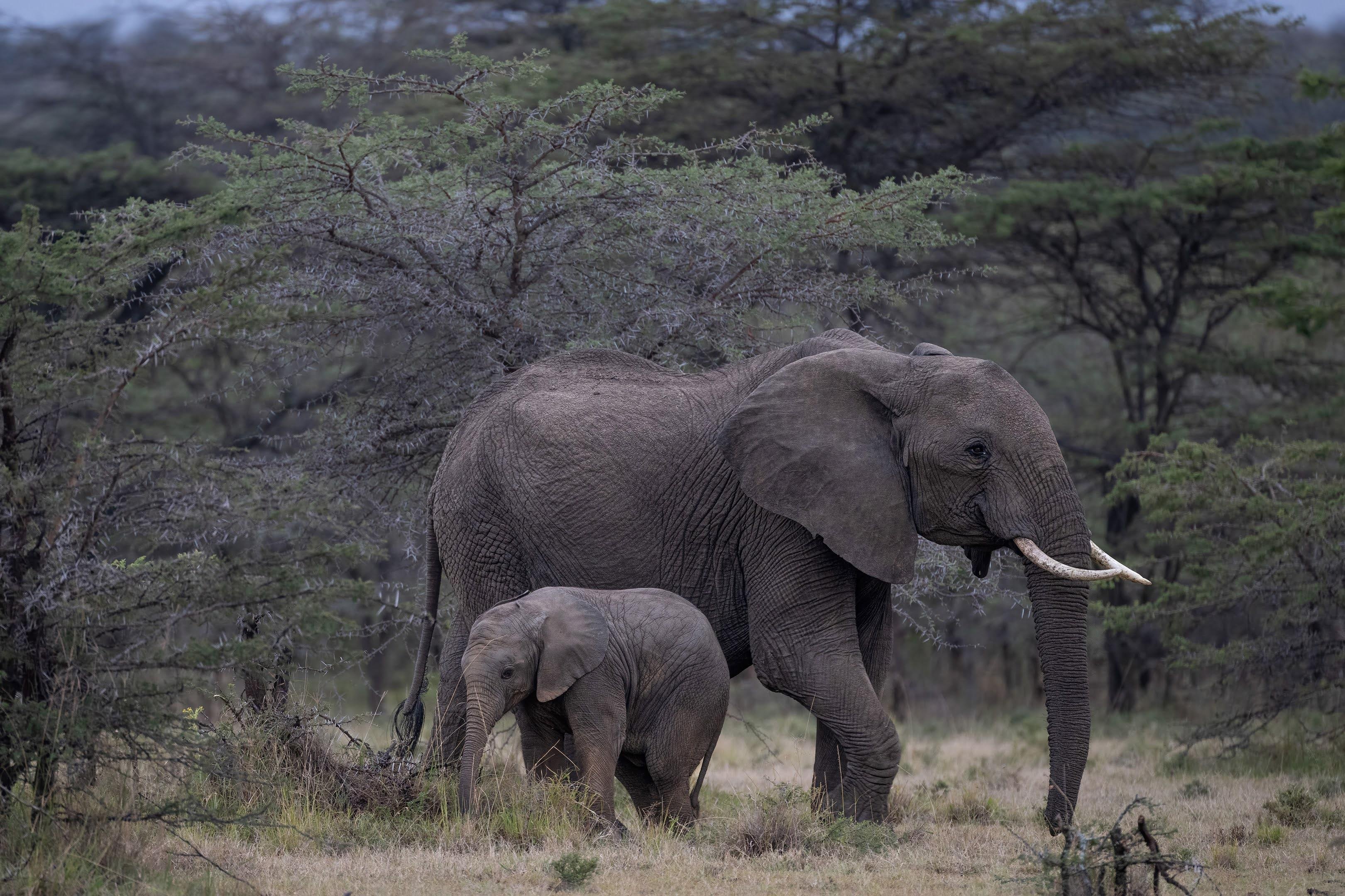 Maasai Mara Express: 1-Day Safari from Nairobi