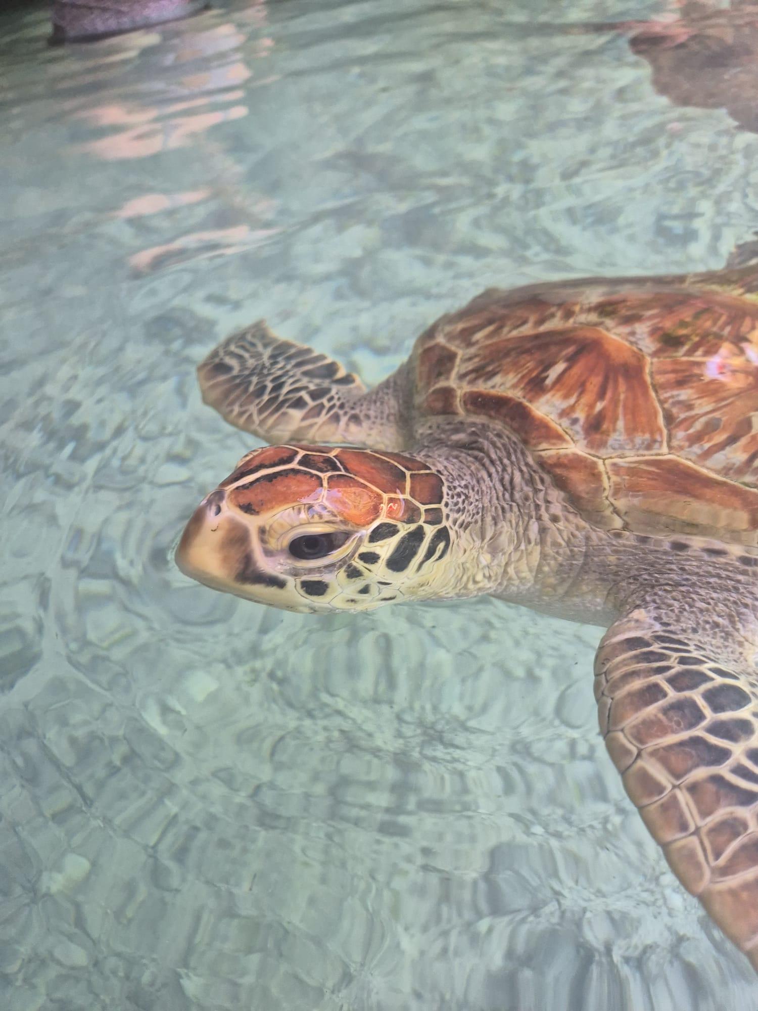 Zanzibar: Jozani Forest & Salaam Cave Sea Turtle Tour